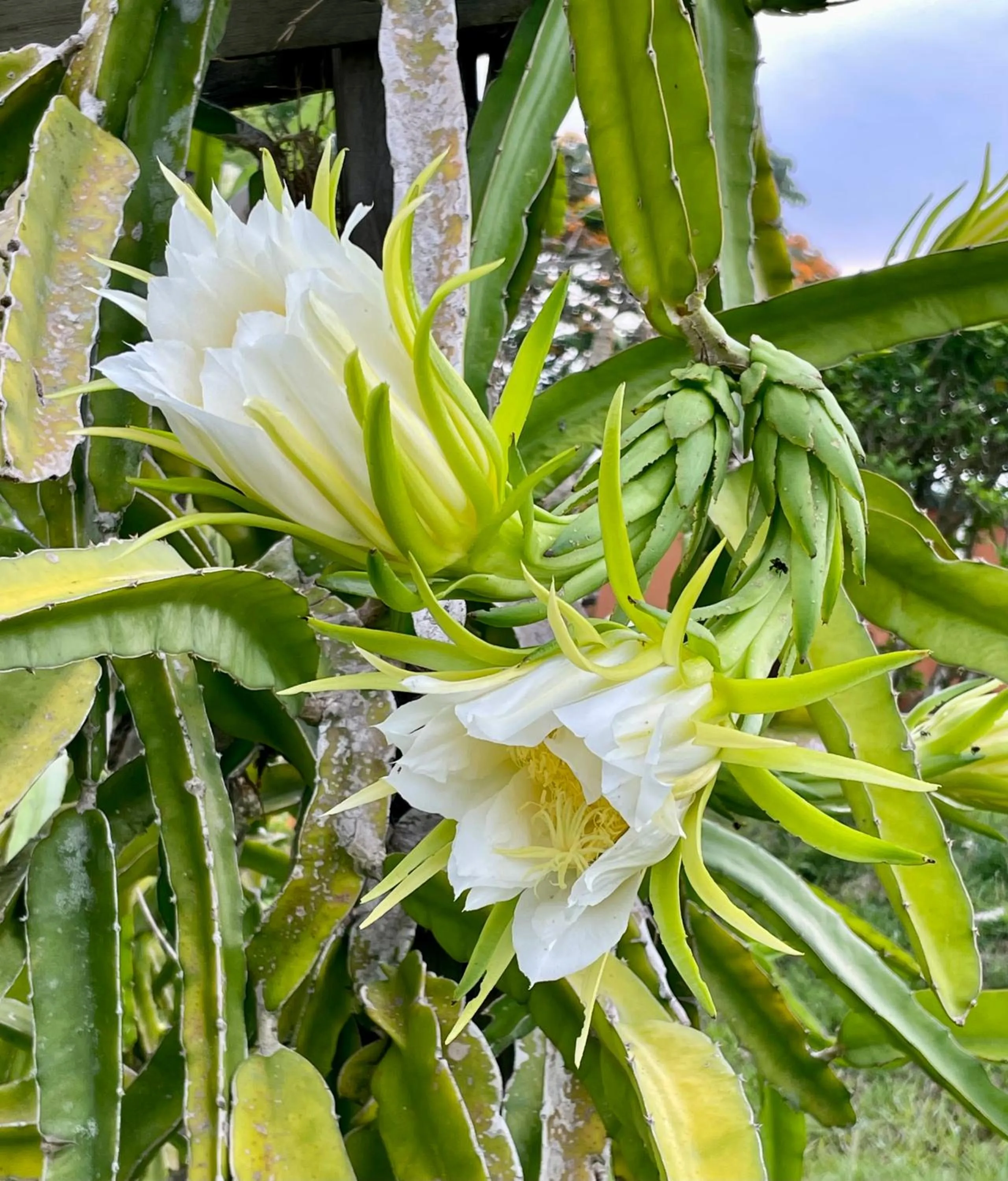 Garden in Gumbo Limbo Jungle Resort