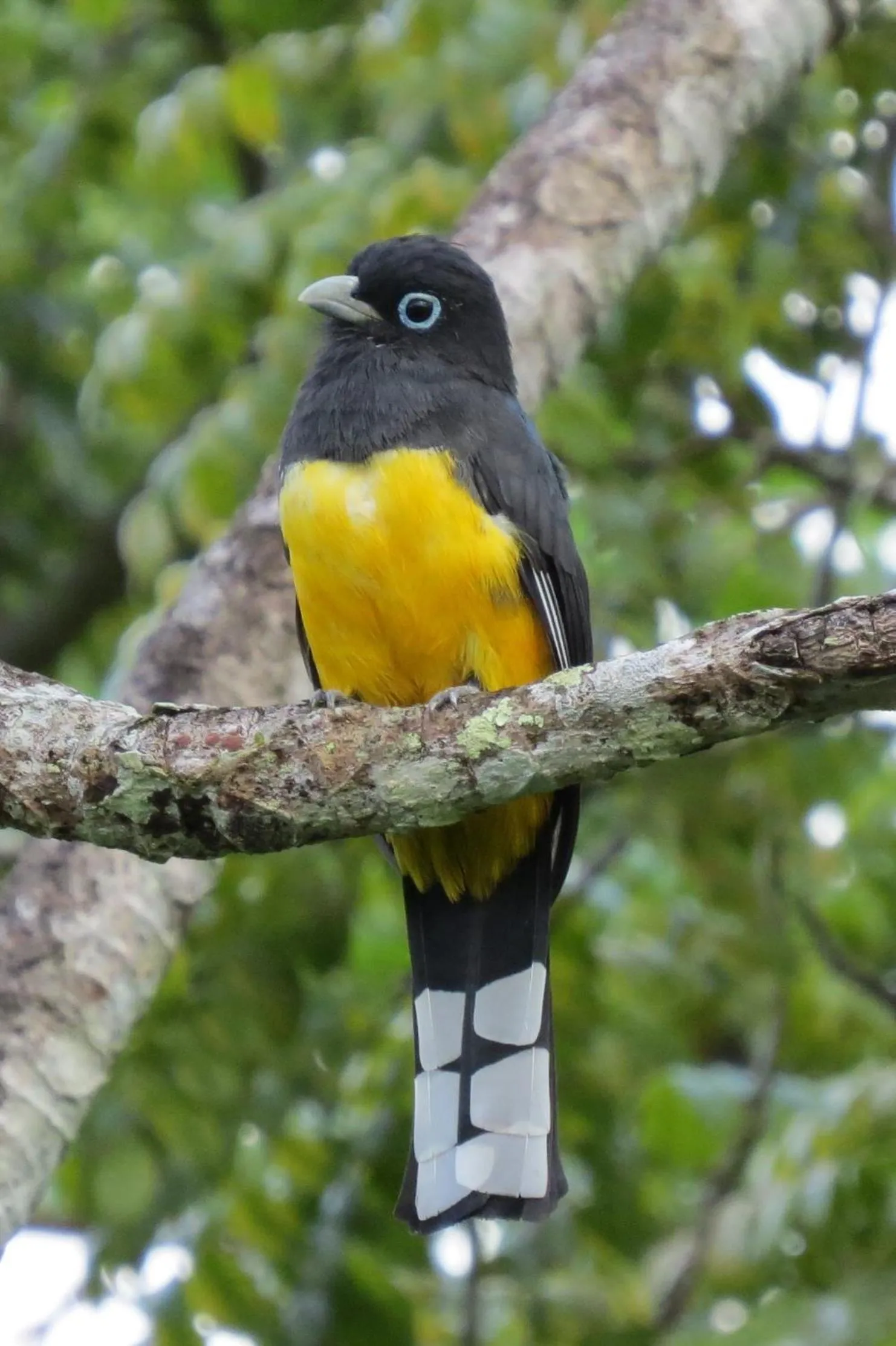 Natural landscape in Gumbo Limbo Jungle Resort