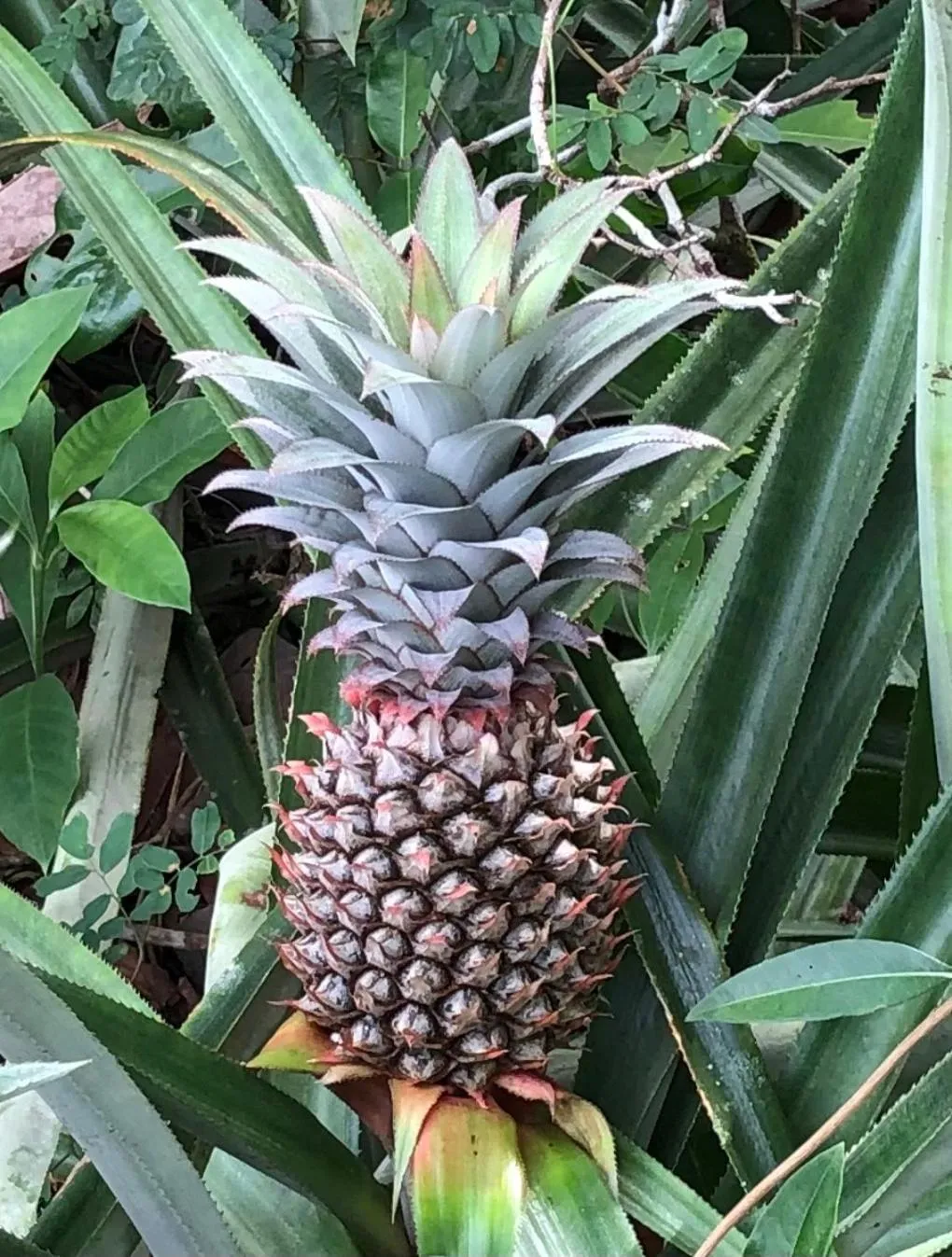 Garden in Gumbo Limbo Jungle Resort