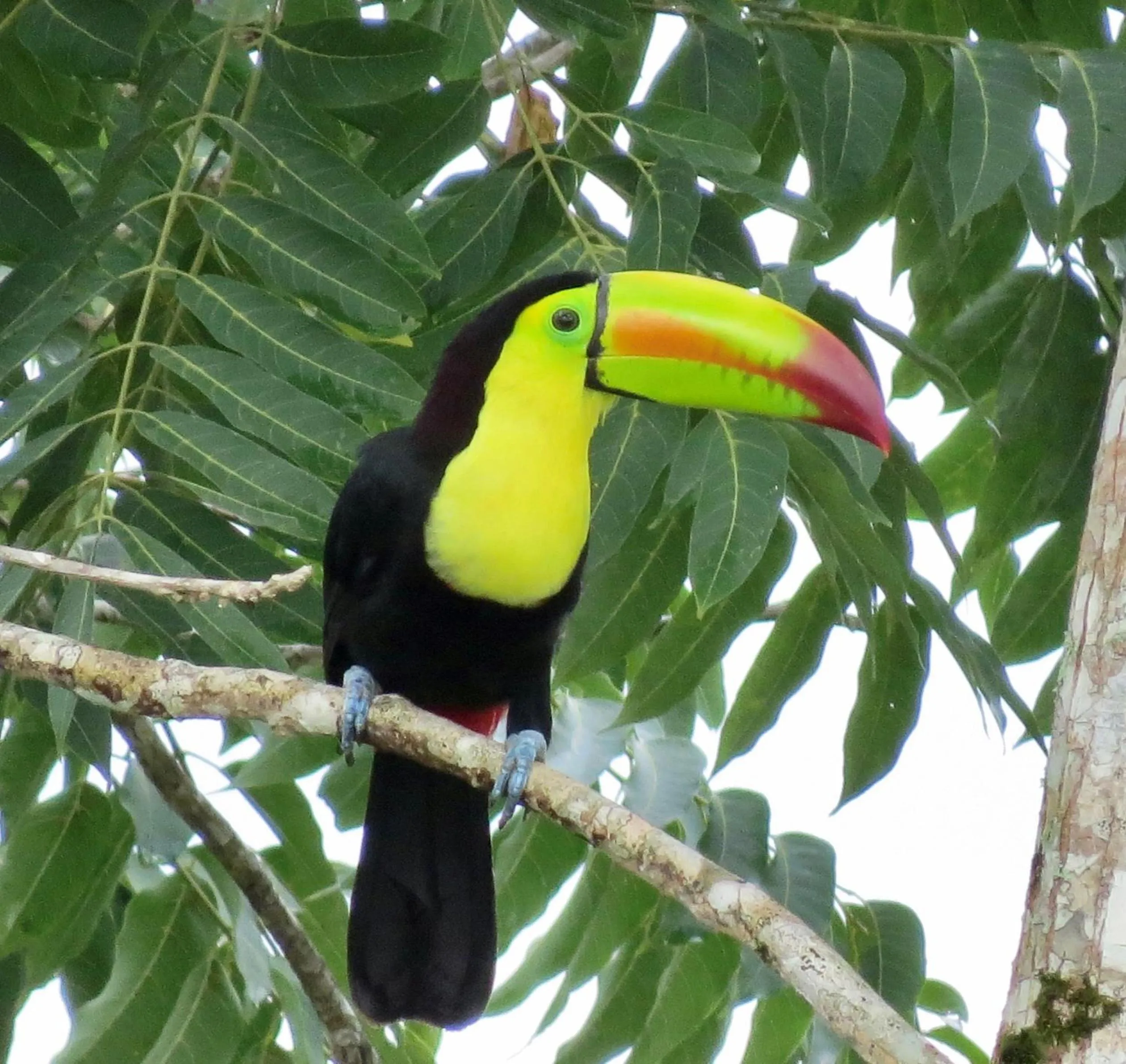 Natural landscape in Gumbo Limbo Jungle Resort
