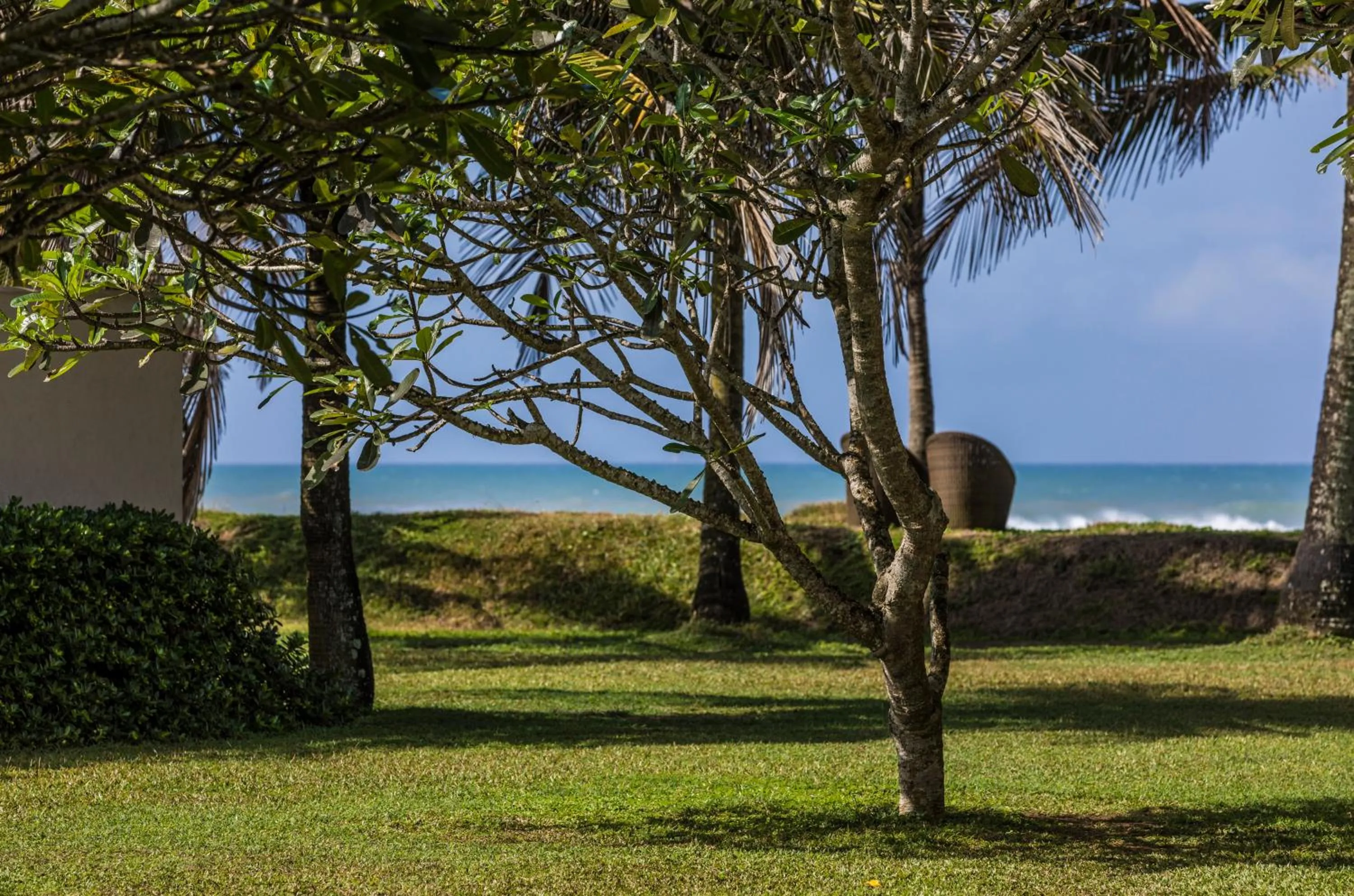 Garden in The Frangipani Tree by Edwards Collection - Thalpe
