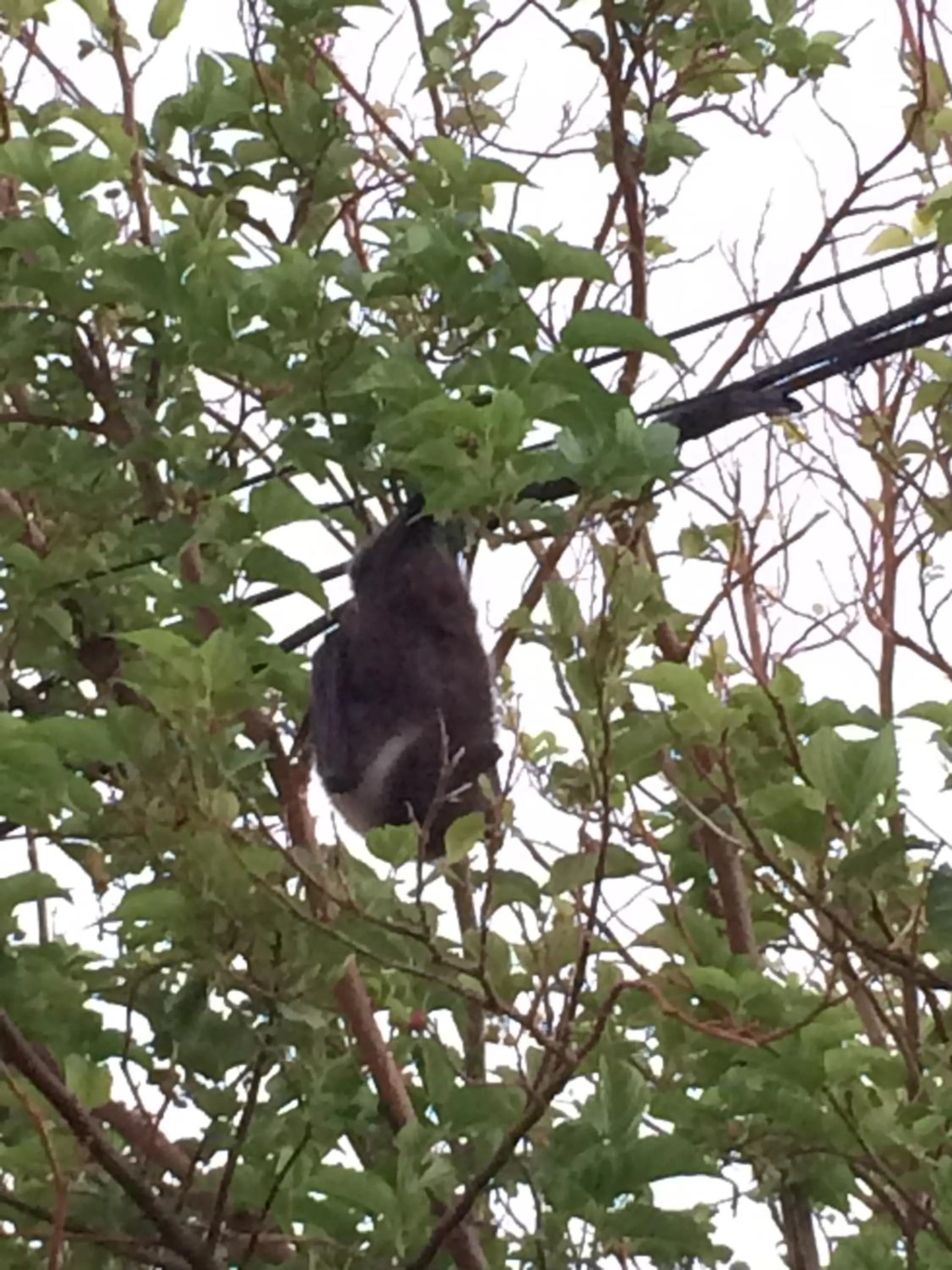 Animals in Minshuku Irayoi