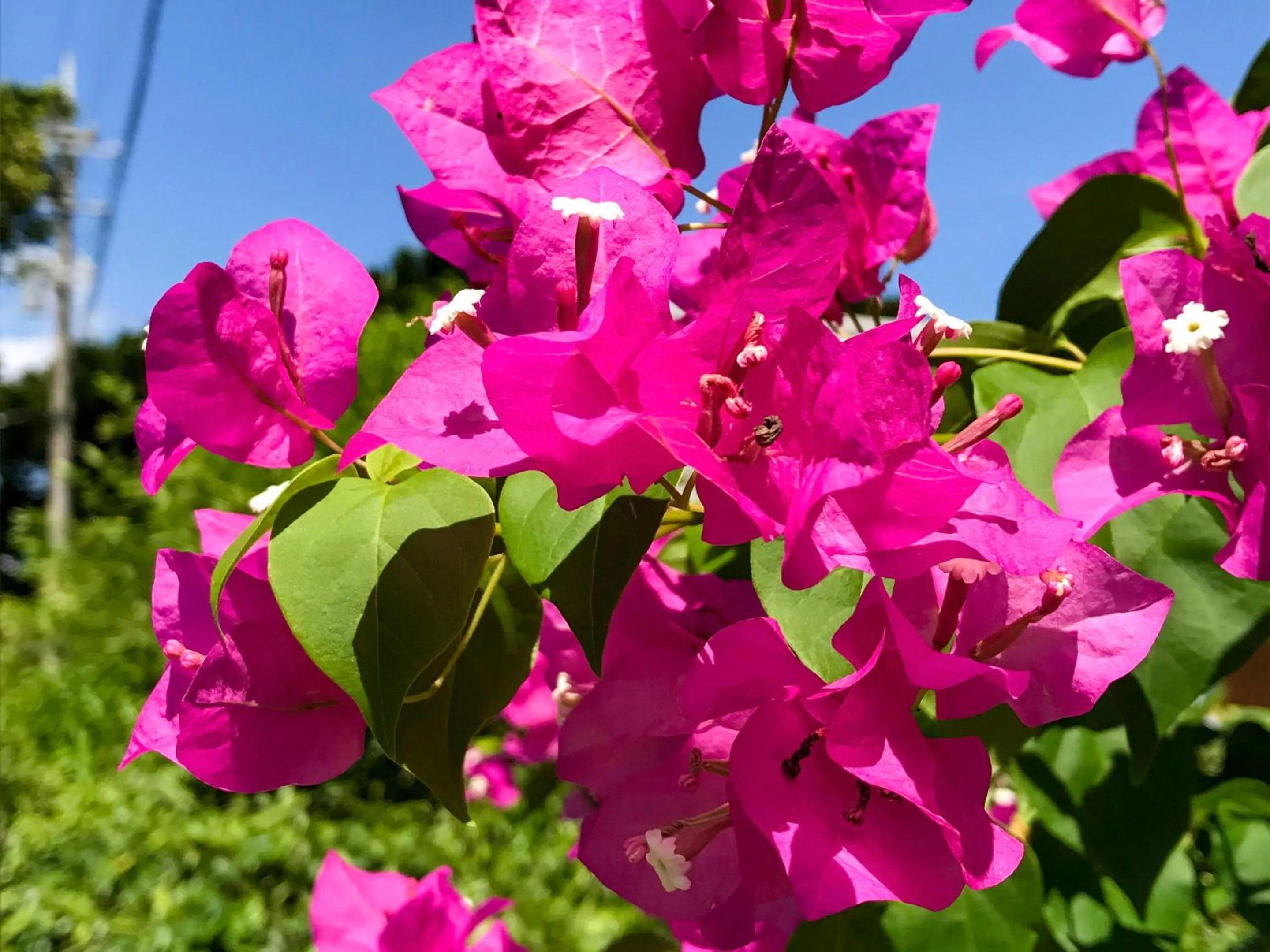 Off site in Minshuku Irayoi