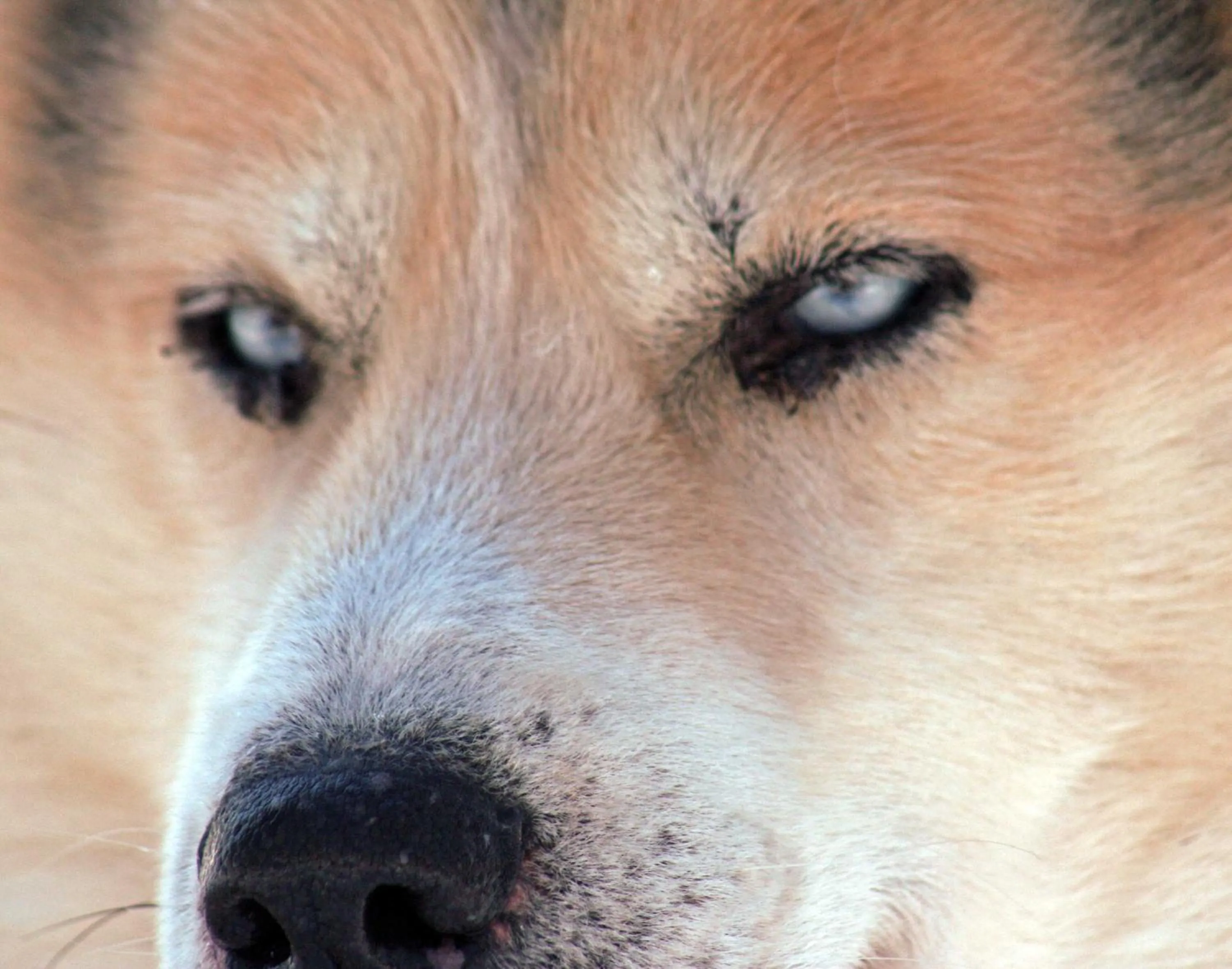 Activities in Beana Laponia - Wilderness boutique hotel with safaris