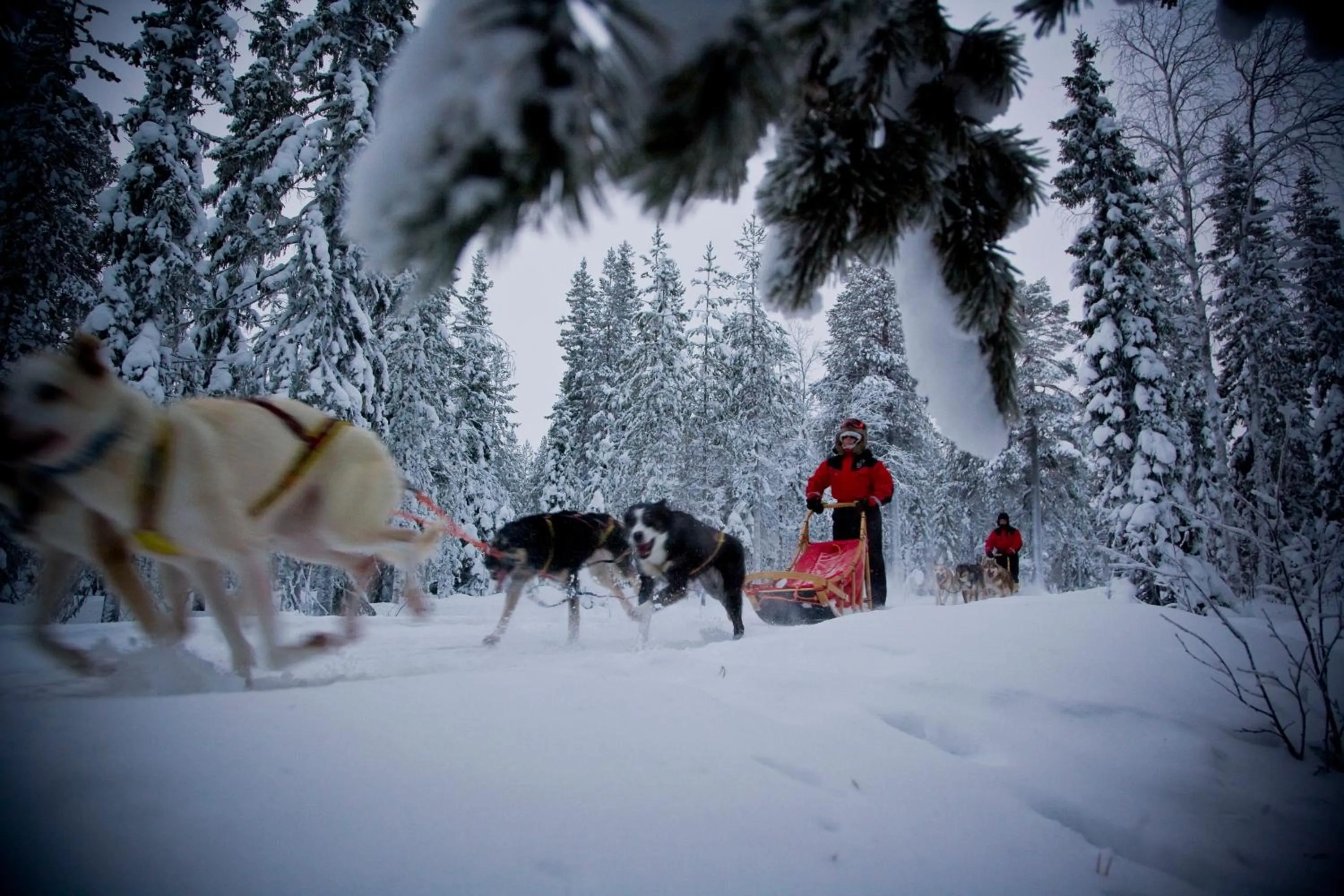 Activities in Beana Laponia - Wilderness boutique hotel with safaris