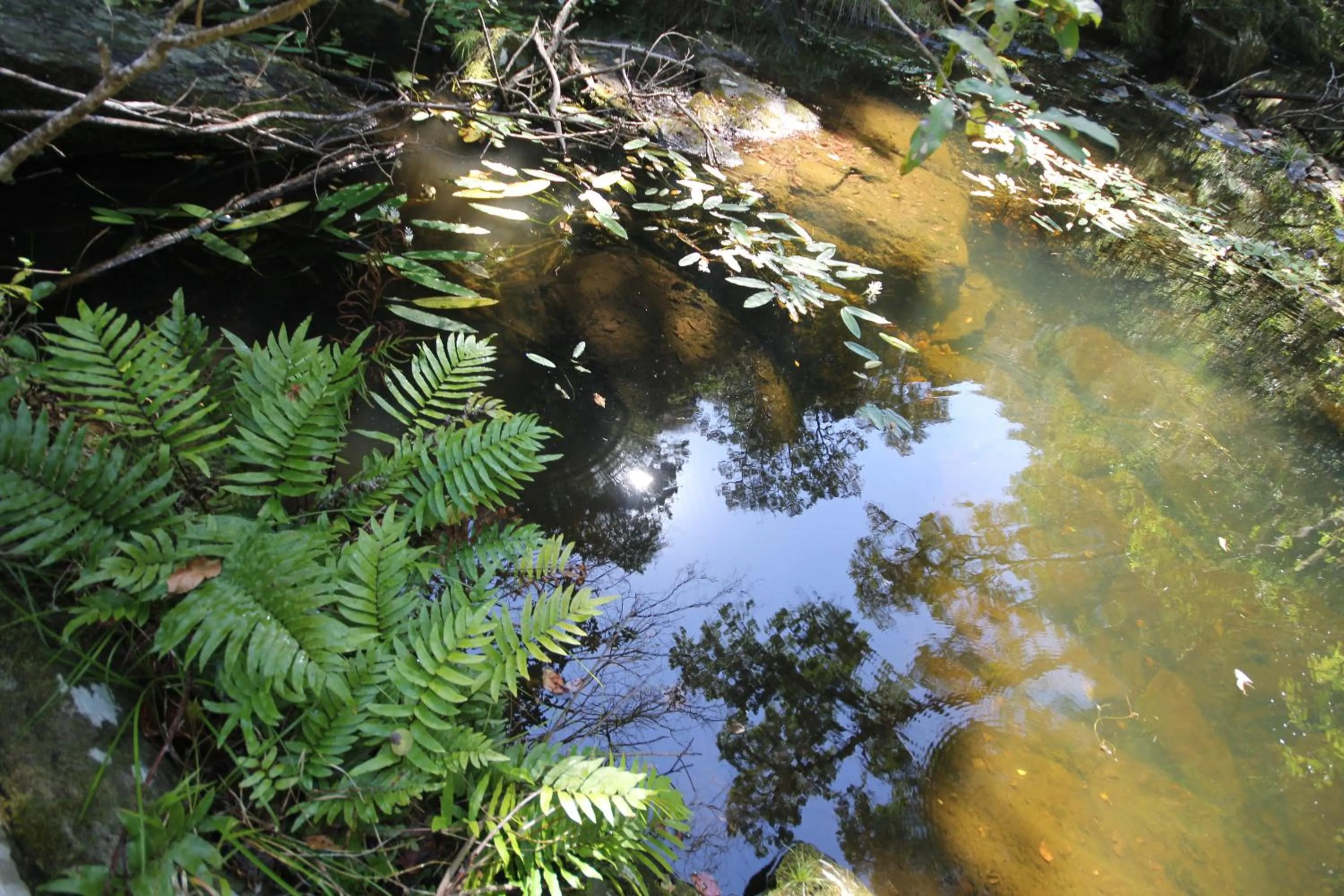 Day in Moonshine on Whiskey Creek