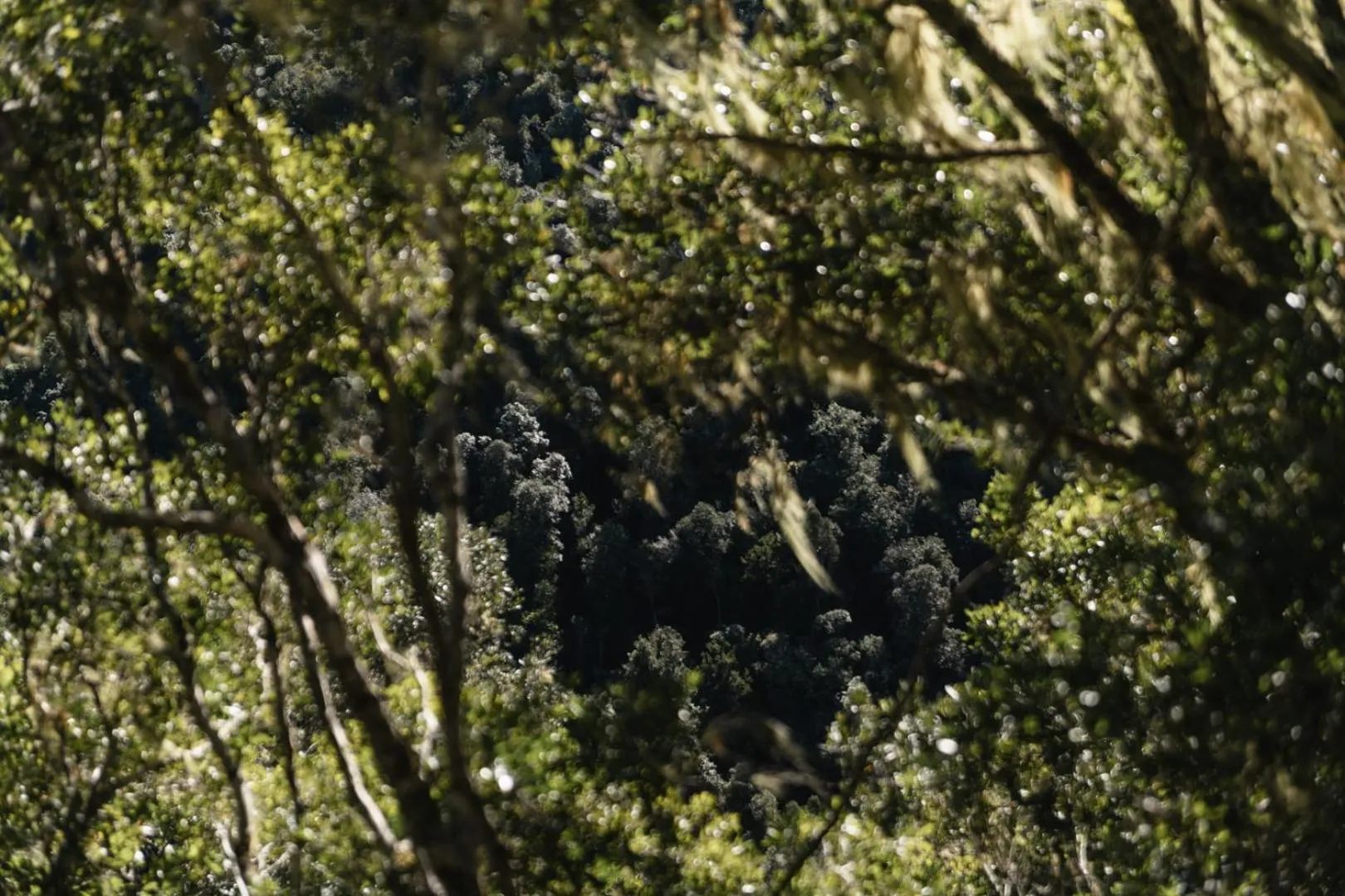 Natural landscape in Moonshine on Whiskey Creek