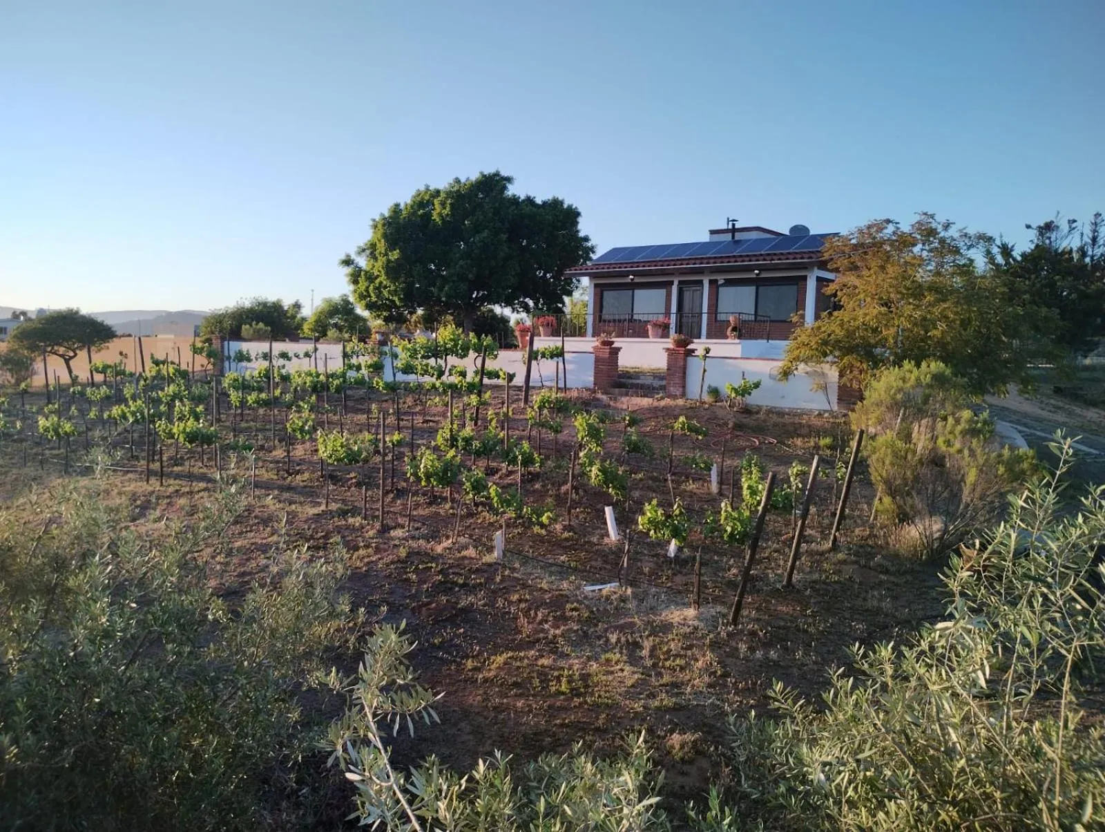 Garden in Quinta Sofia Valle de Guadalupe