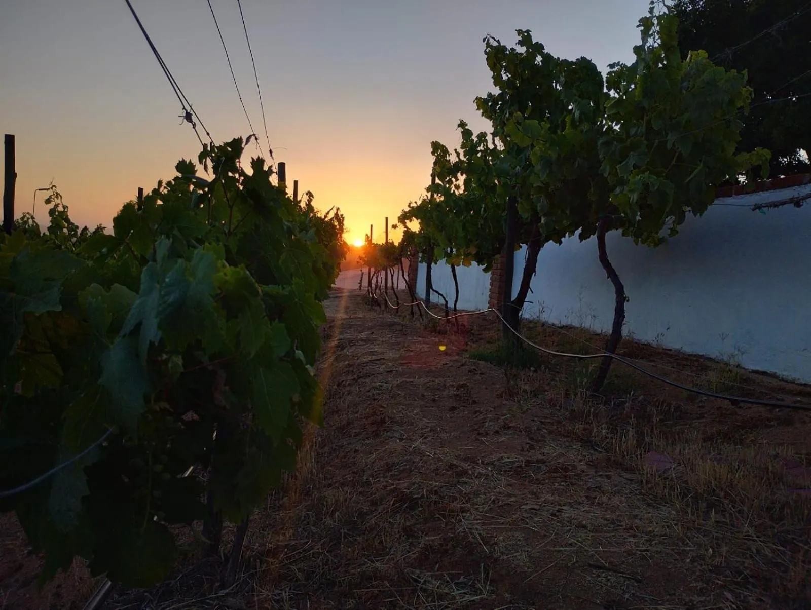 Garden in Quinta Sofia Valle de Guadalupe