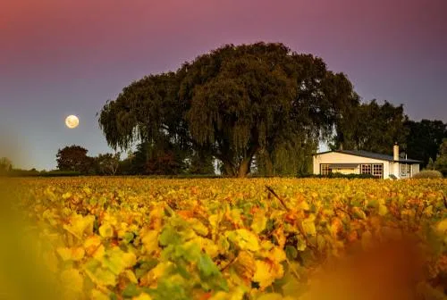 St Leonards Vineyard Cottages