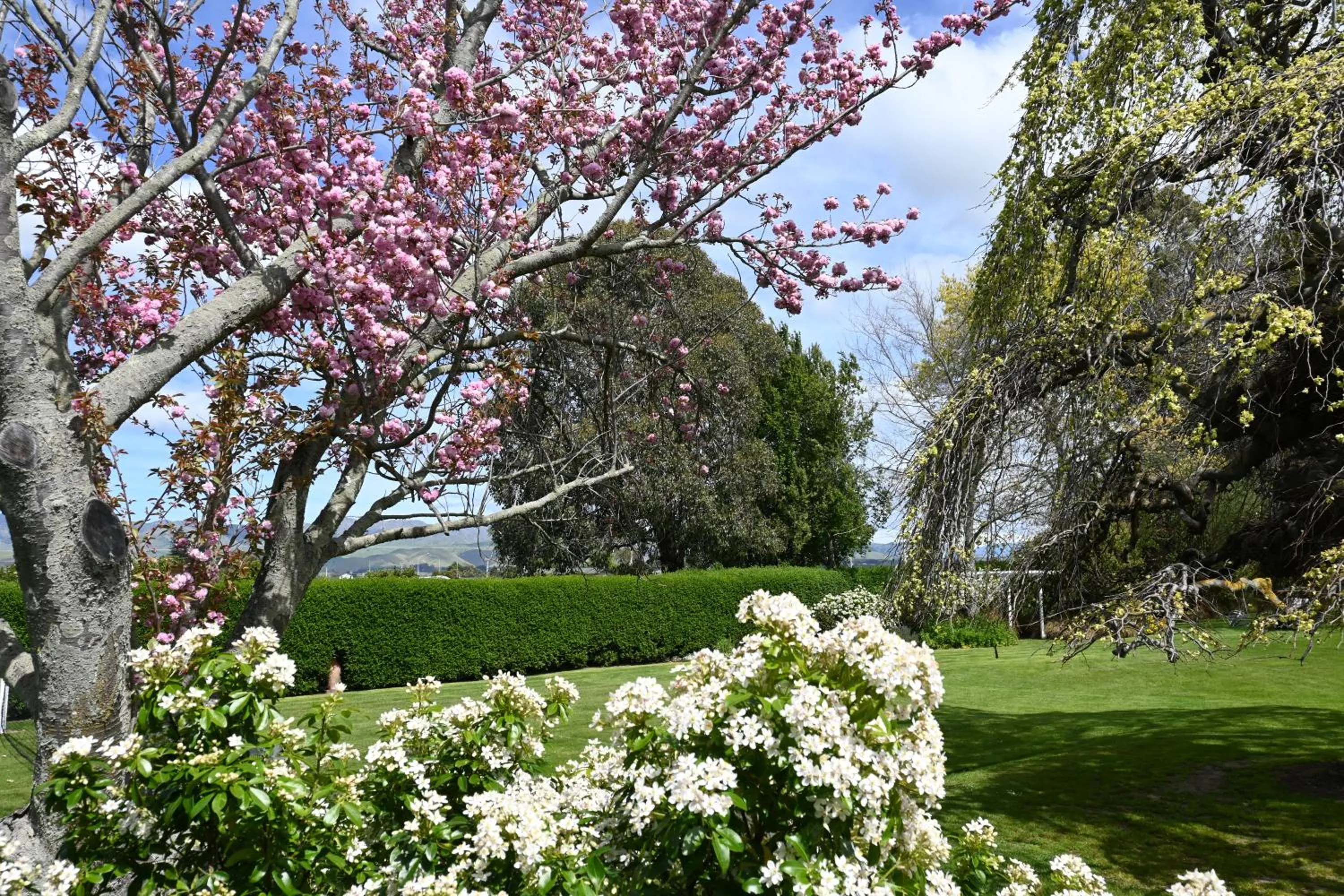 Garden in St Leonards Vineyard Cottages