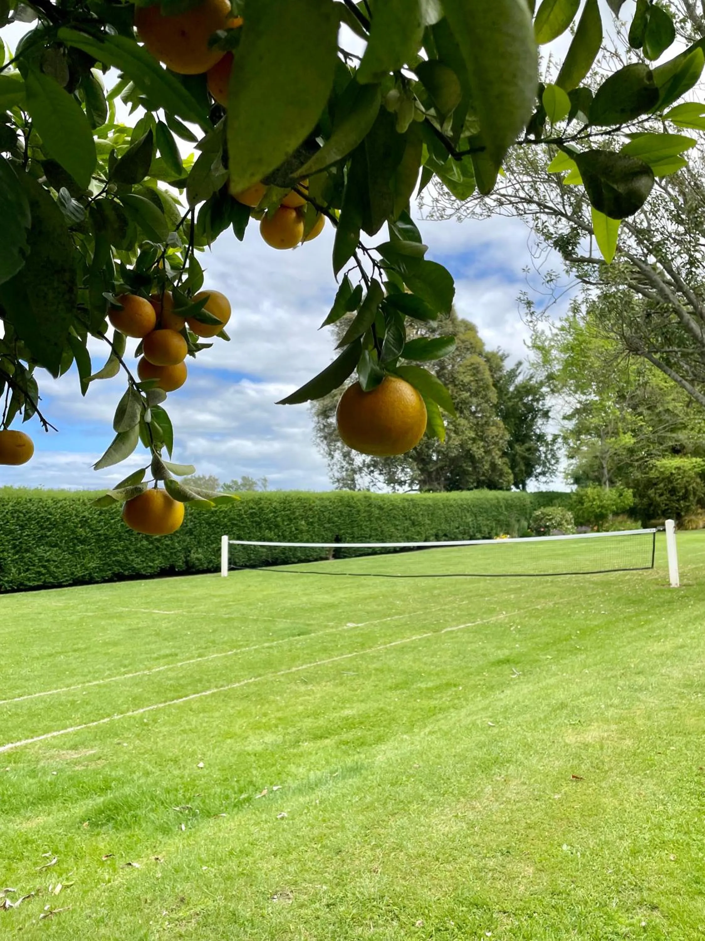 Garden in St Leonards Vineyard Cottages