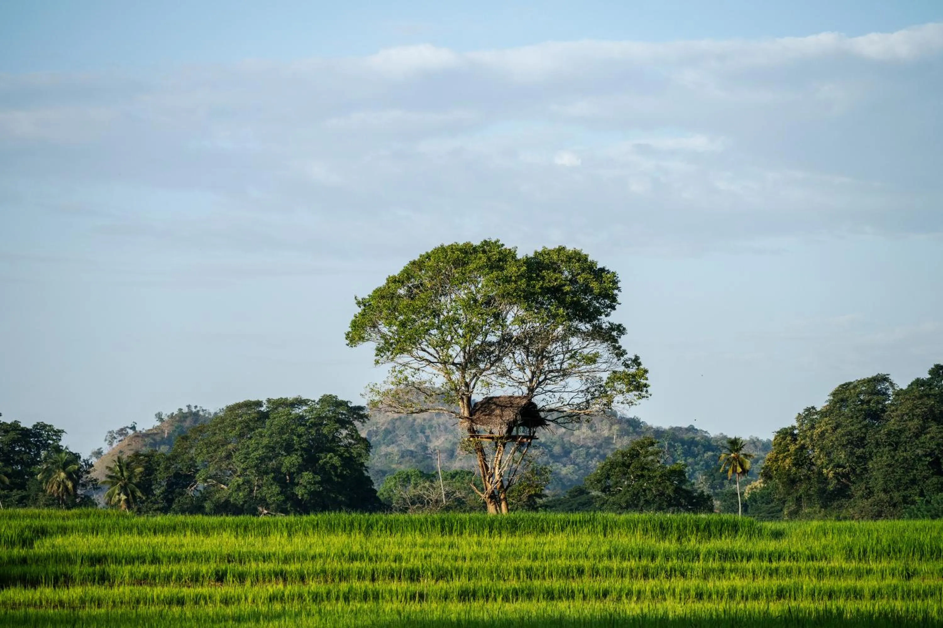 View (from property/room) in Jetwing Kaduruketha