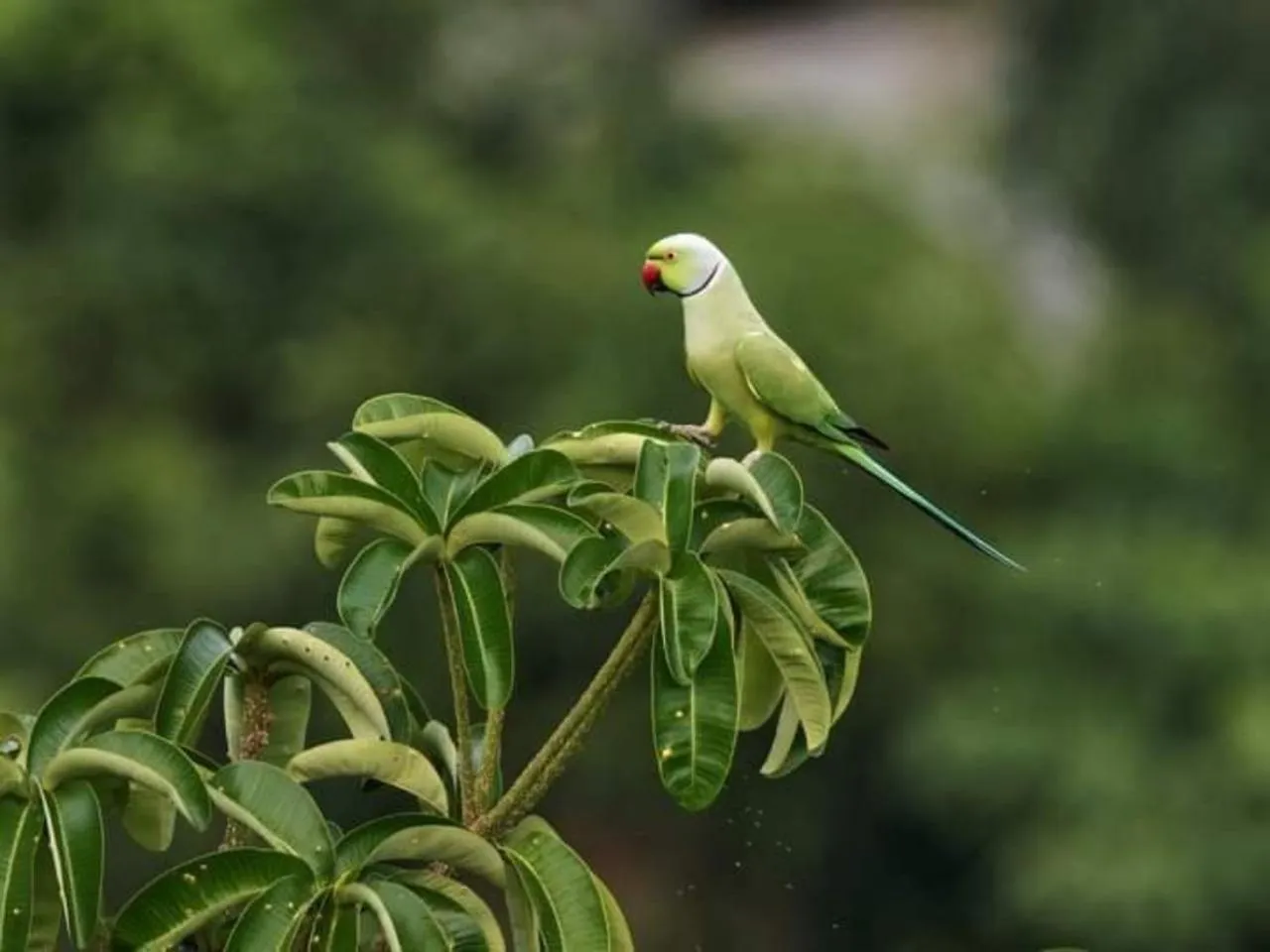 Animals in Green Hill Paradise Villa