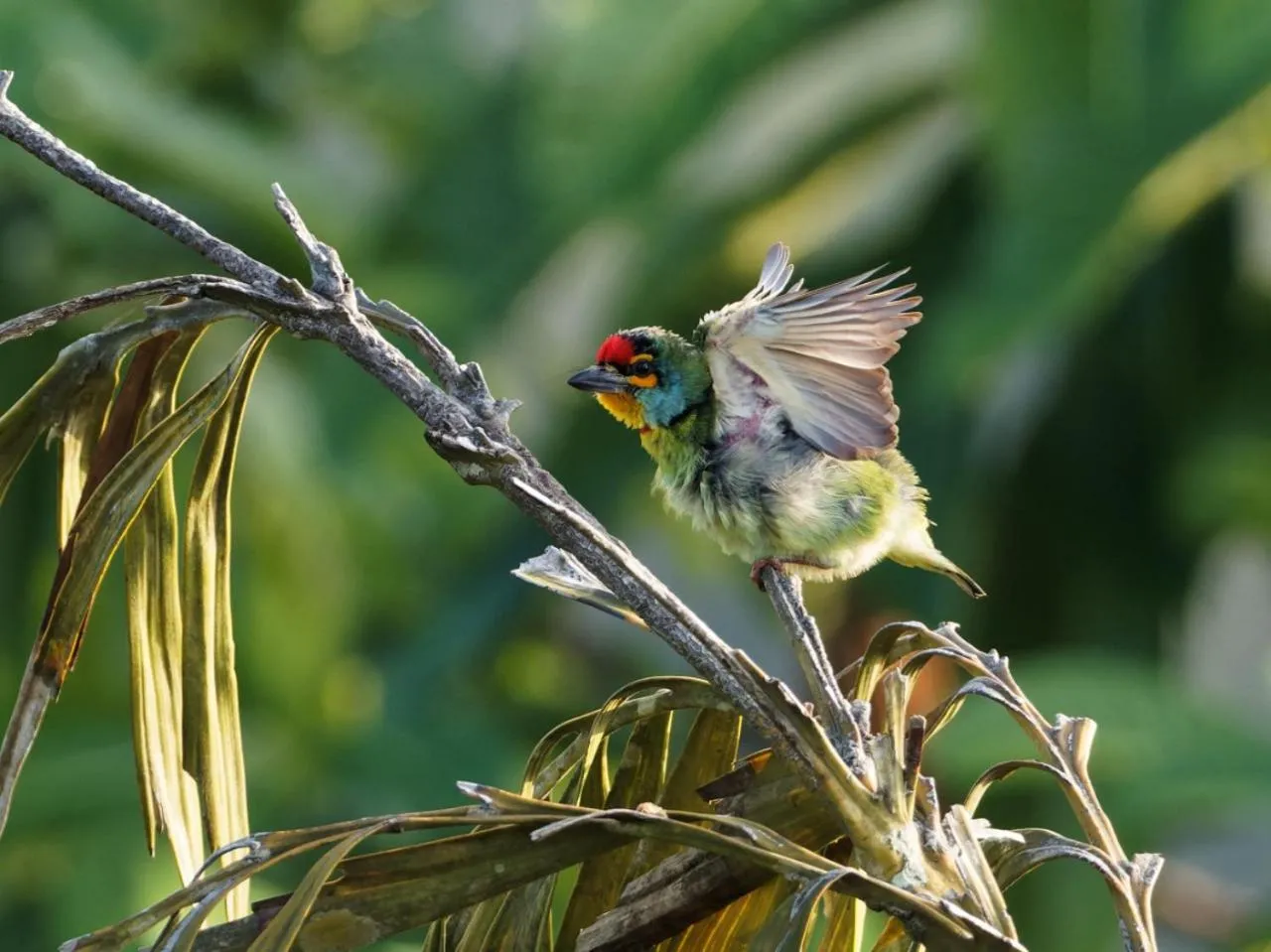 Animals in Green Hill Paradise Villa