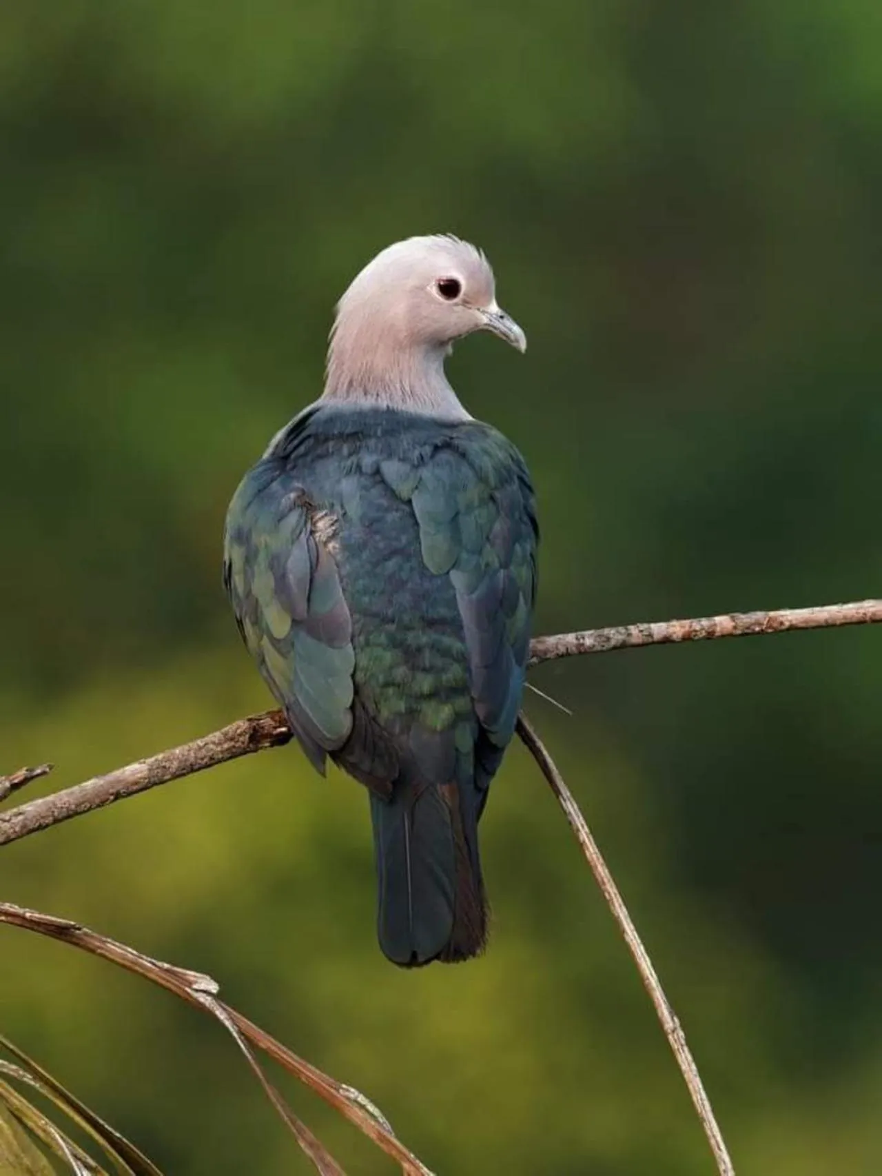 Animals in Green Hill Paradise Villa