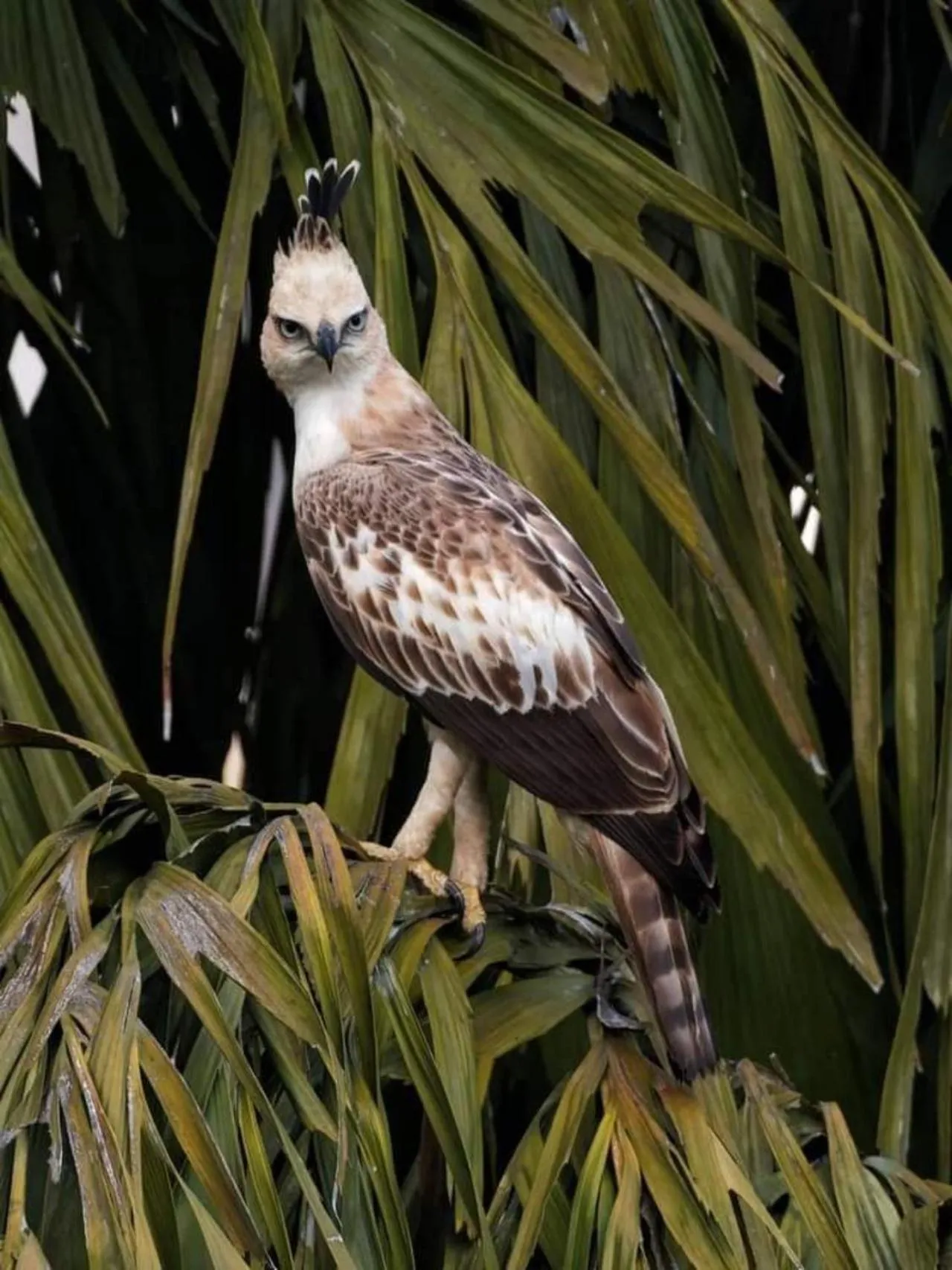 Animals in Green Hill Paradise Villa