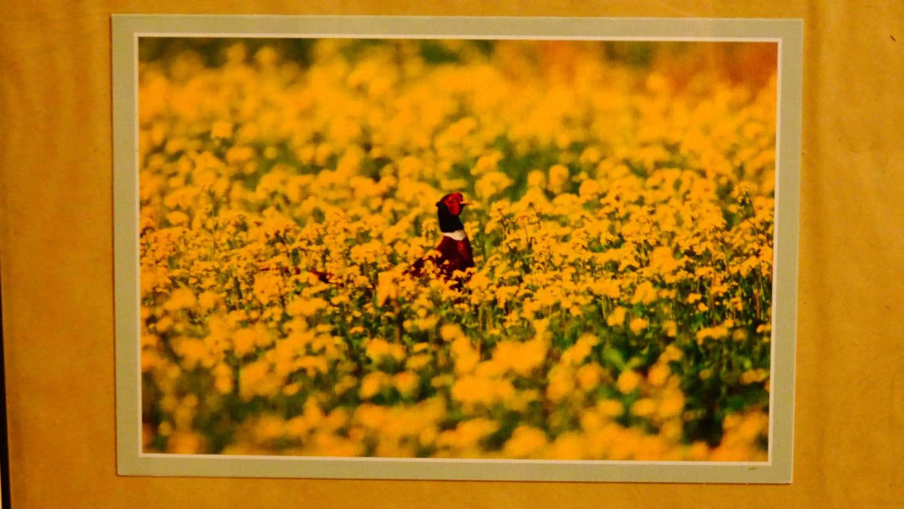 Decorative detail in Pearl B&B