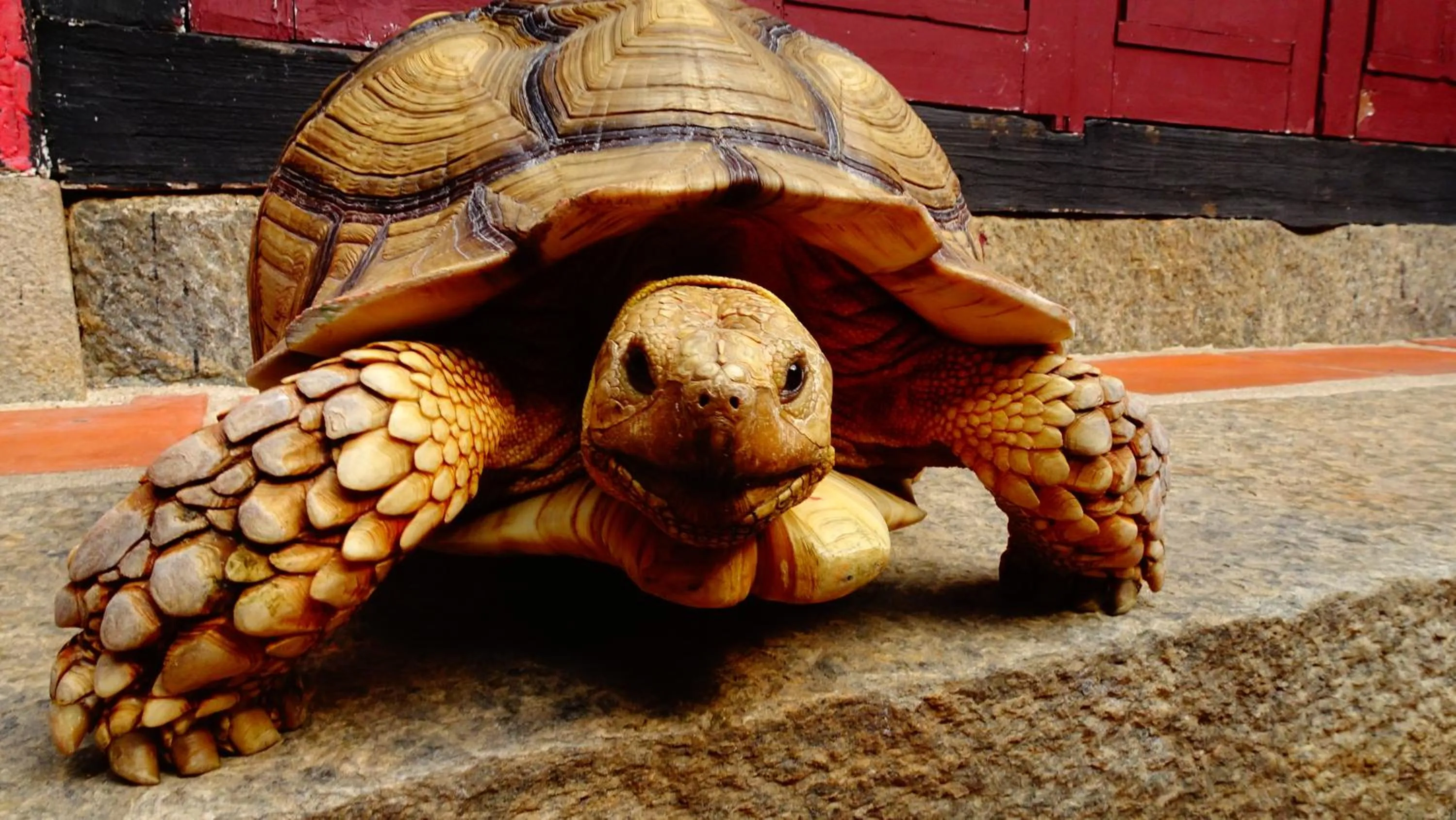 Animals in Pearl B&B