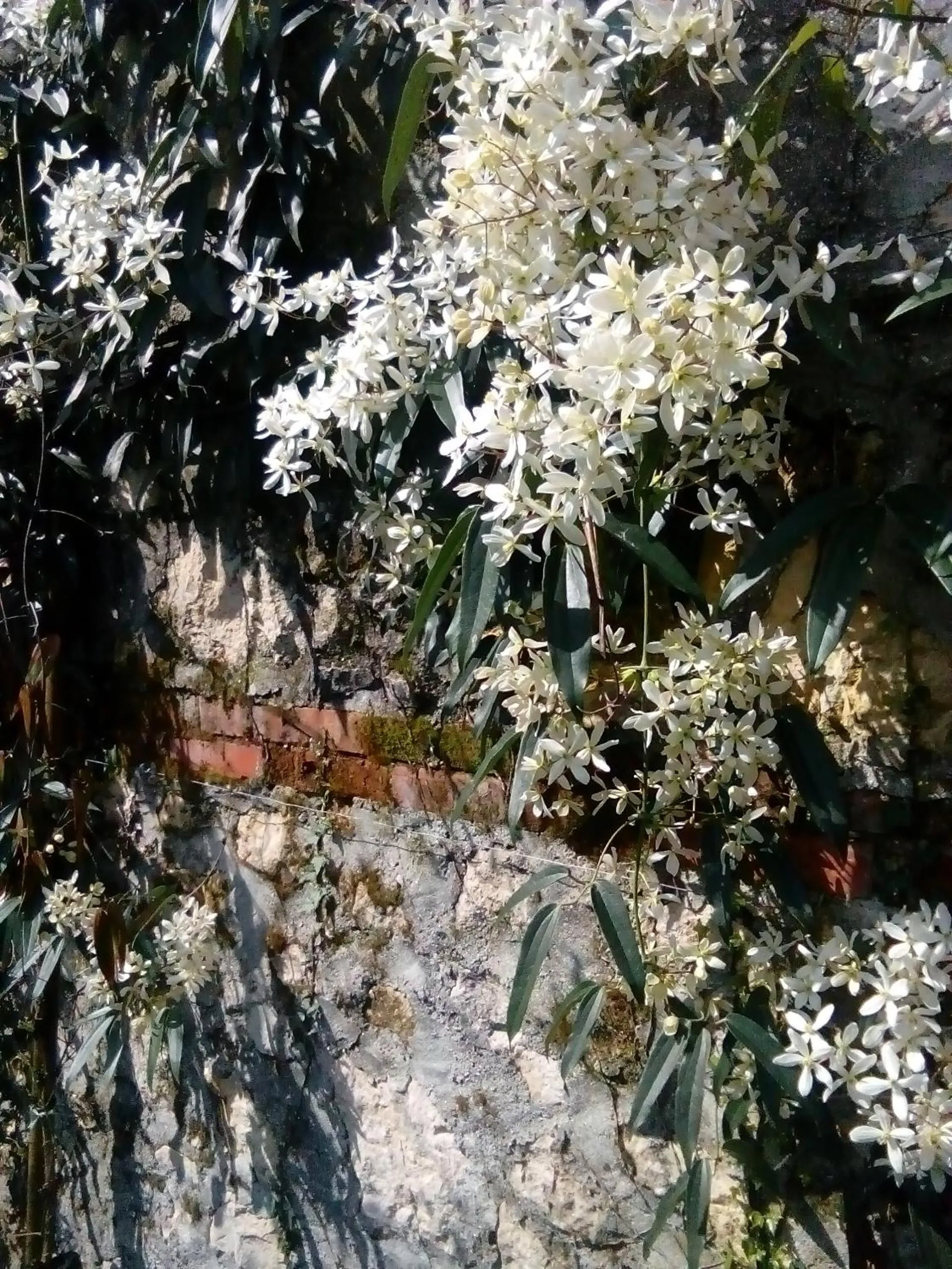 Spring in Villa Osmanthus