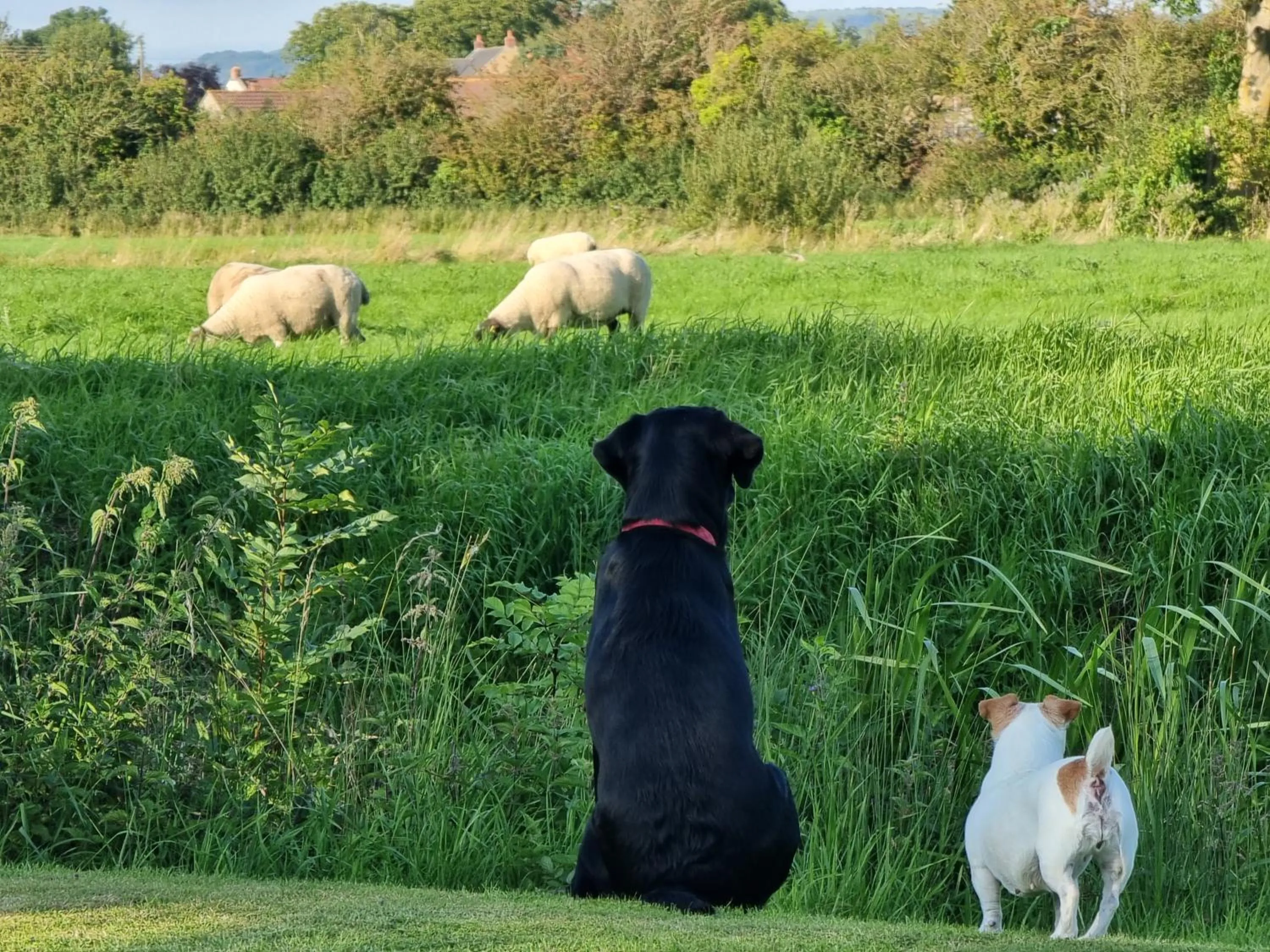 Pets in Burnt House Farm
