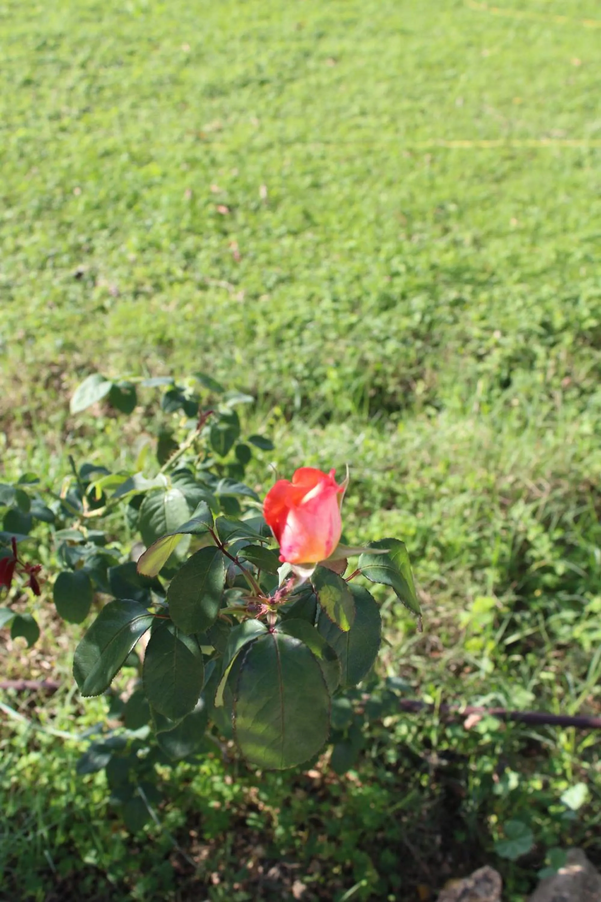 Spring in Hotel Poggio Bertino