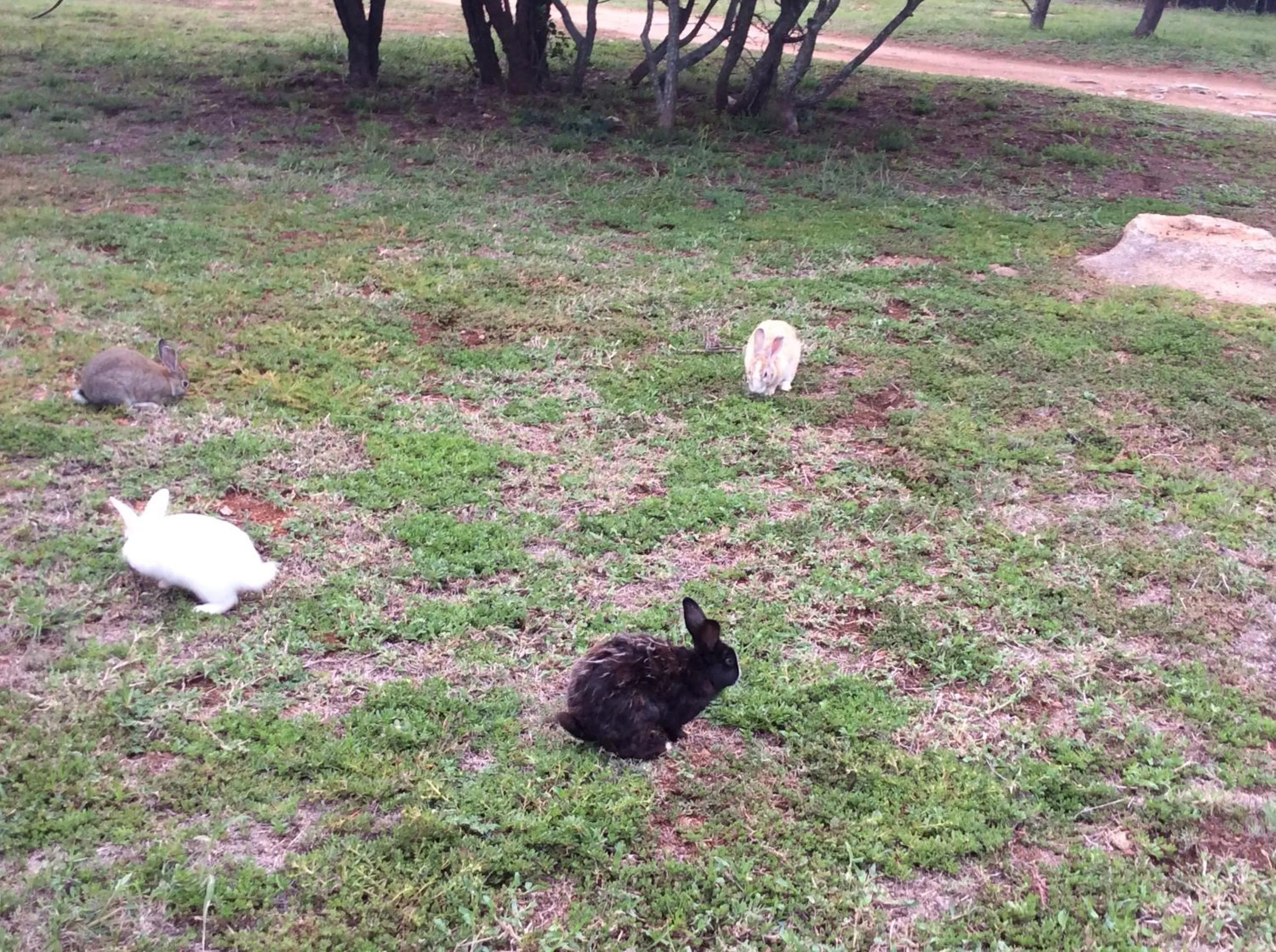 Animals in Klein Paradys Lodge - Polokwane