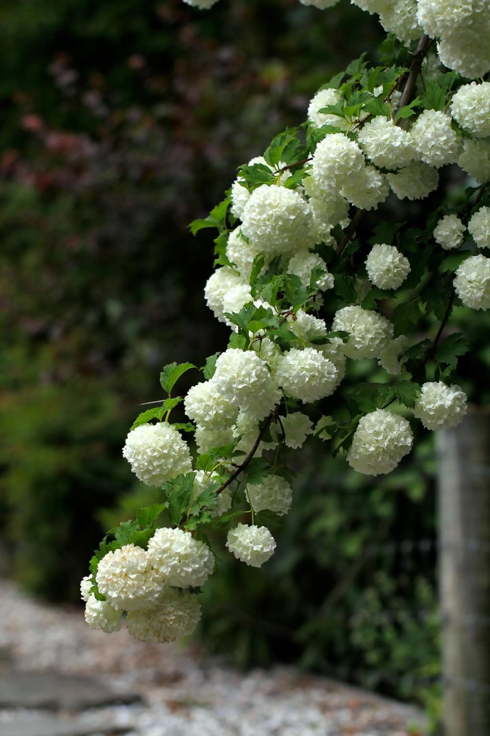 Spring in The Shan's Lodge