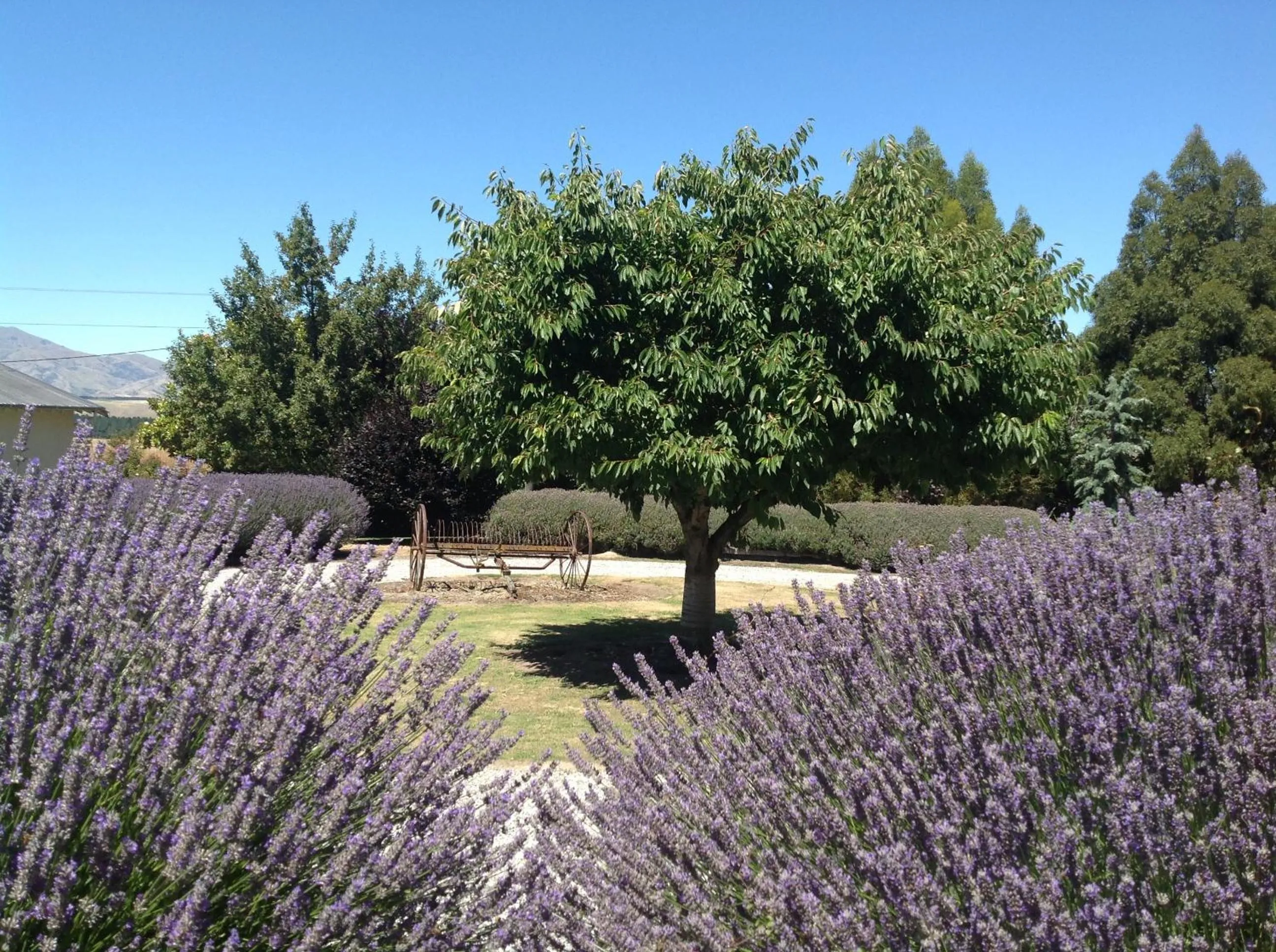Garden view in Queensberry Inn