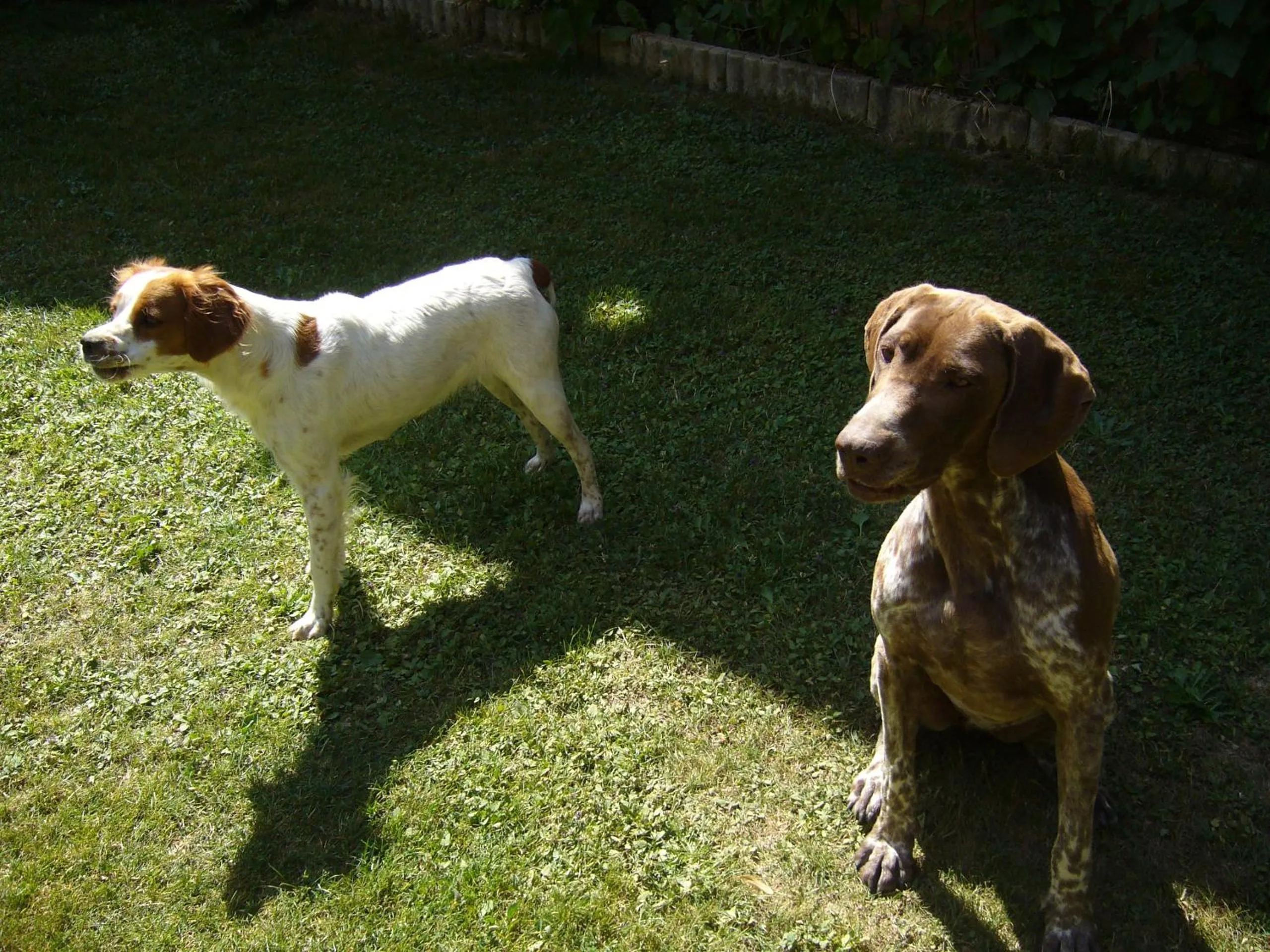 Pets in Le Jardin Ombragé
