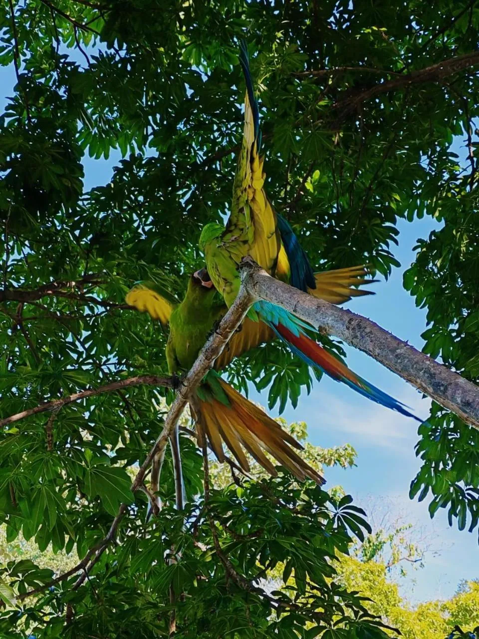 Natural landscape in The Green Jungle & Tree House Caribe