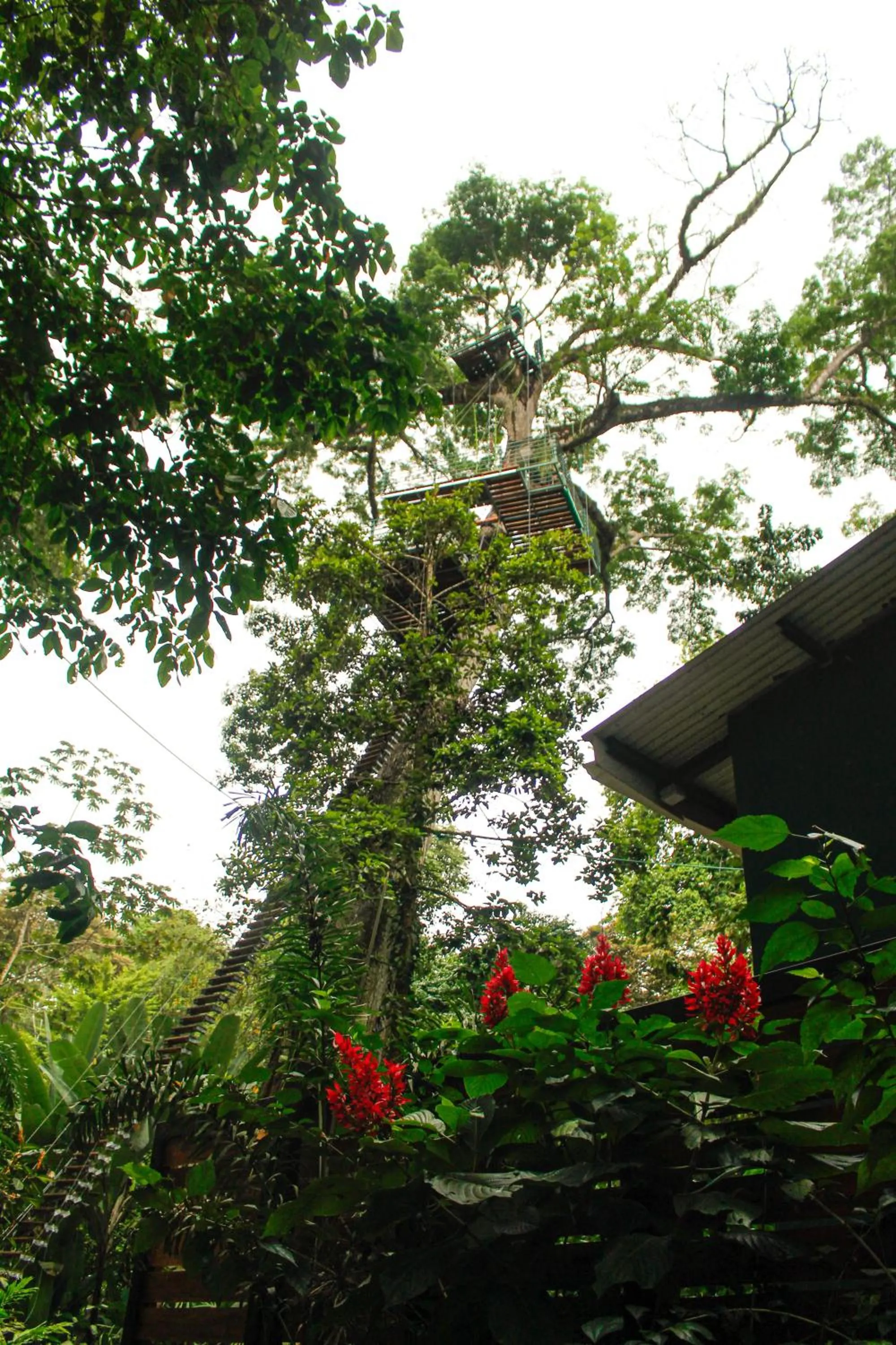 Natural landscape in The Green Jungle & Tree House Caribe