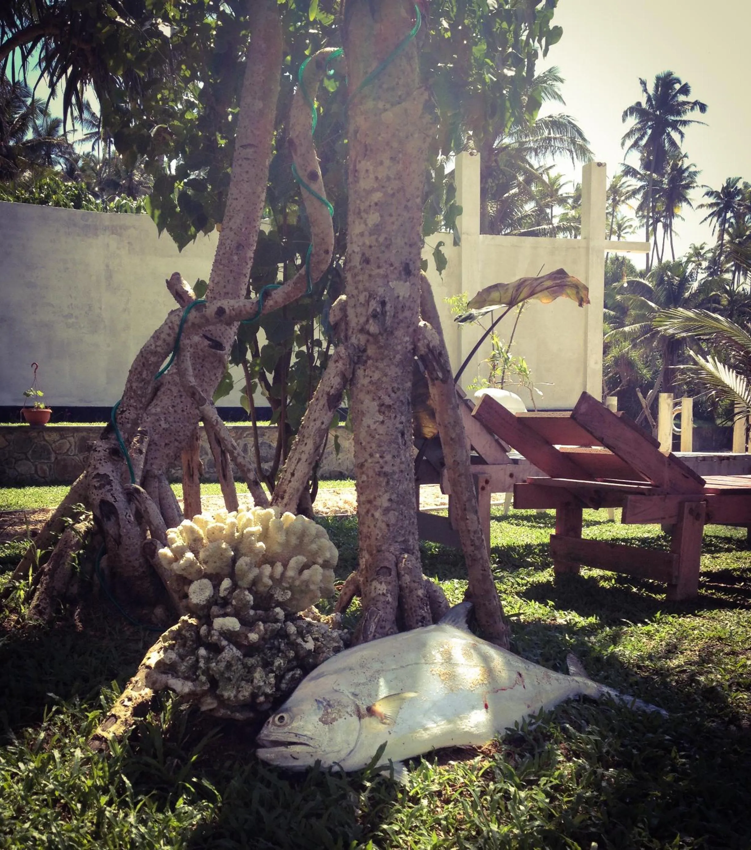 Decorative detail in Mirissa Seastar