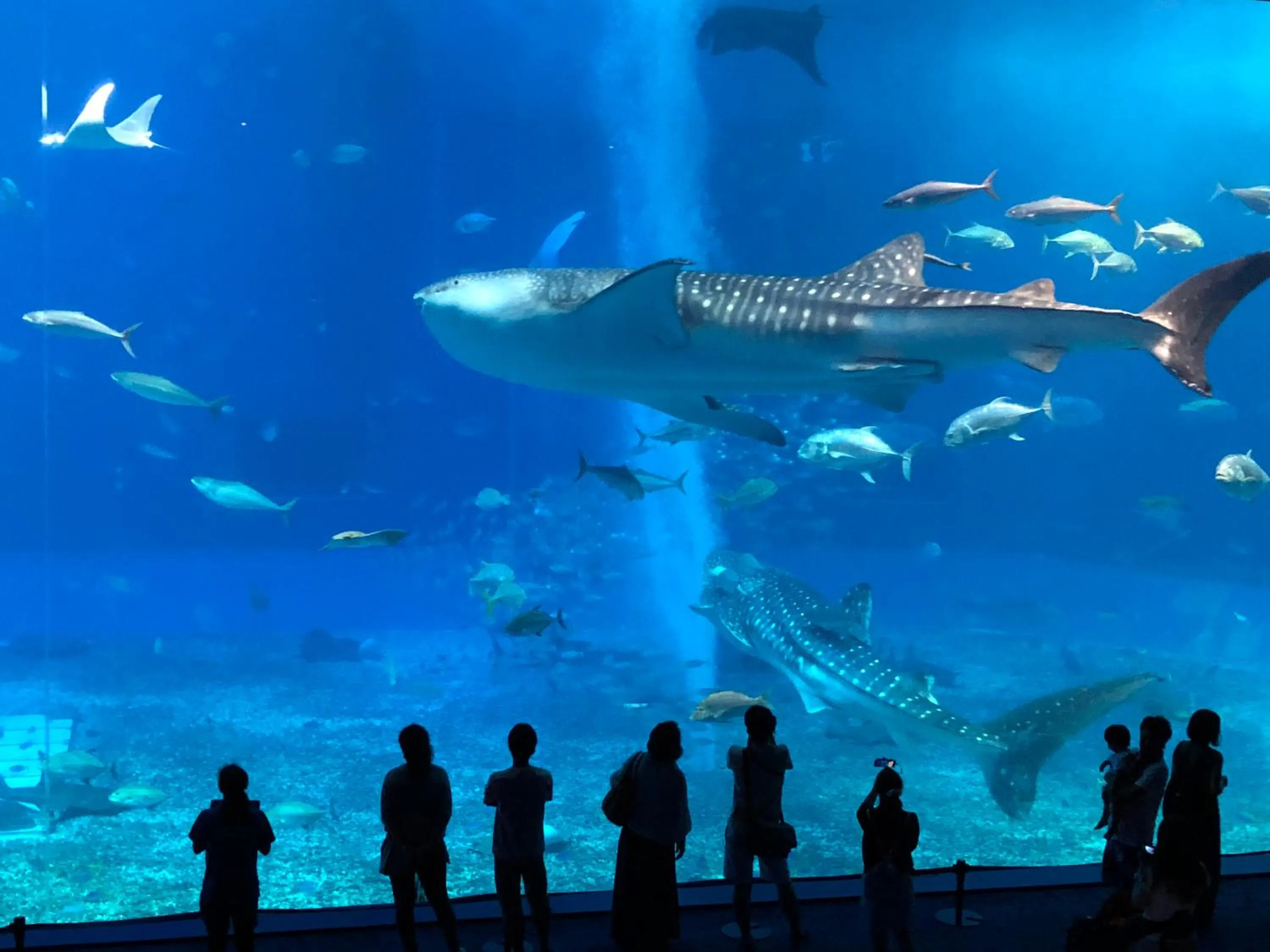 Aqua park in PANORAMA Ocean View Cottage