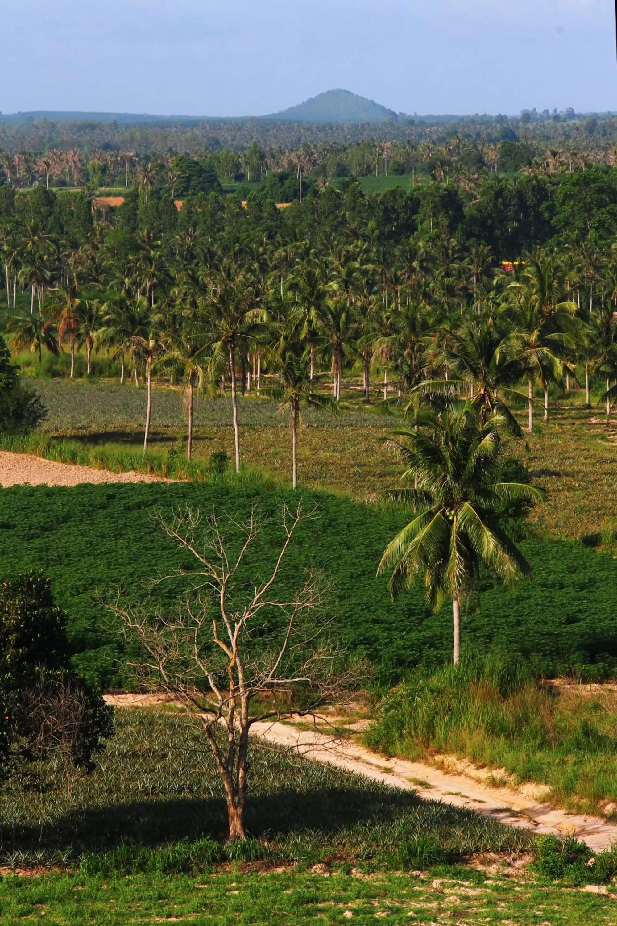 View (from property/room) in Rangh Place