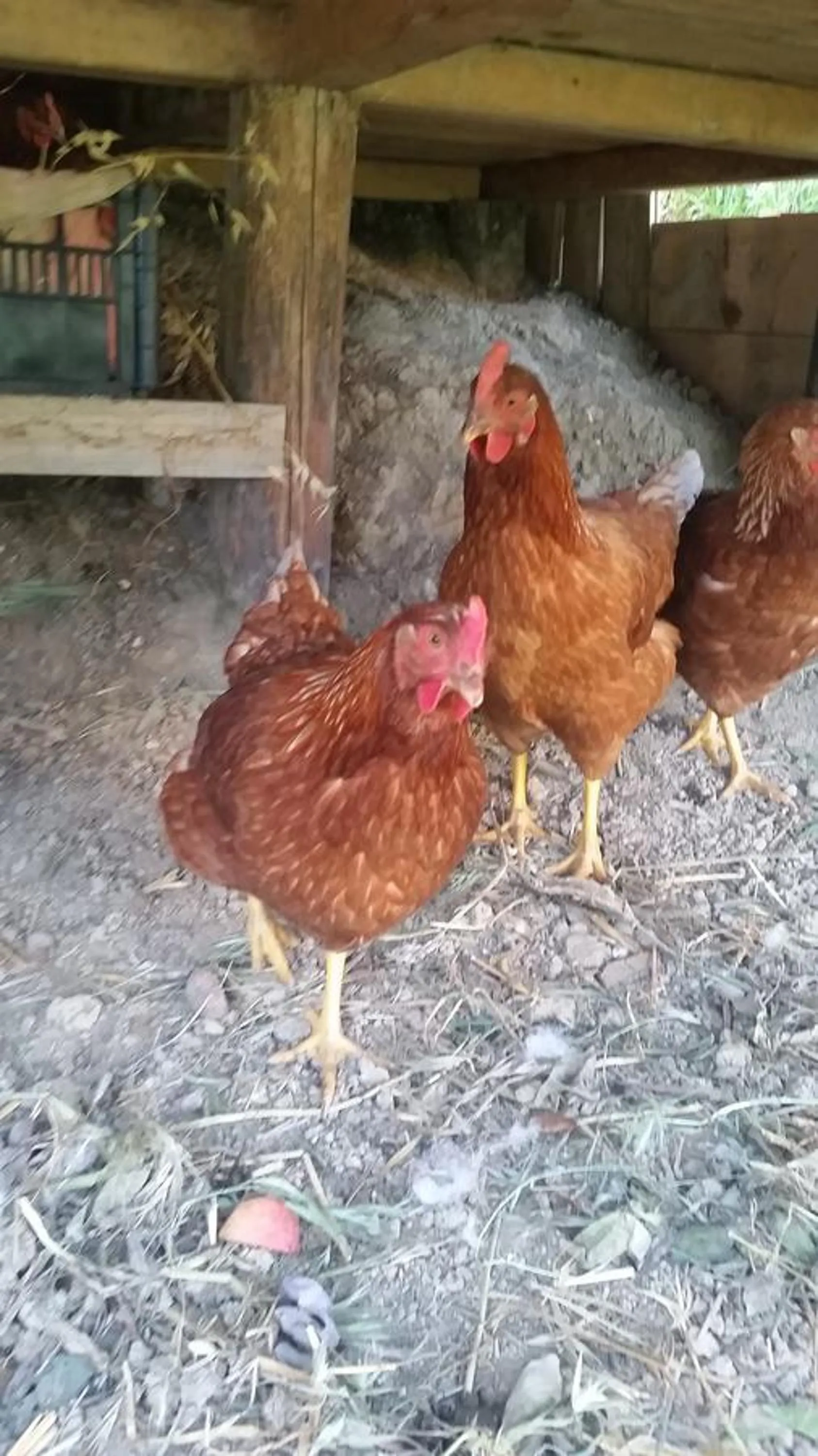 Animals in B&B La Palazza