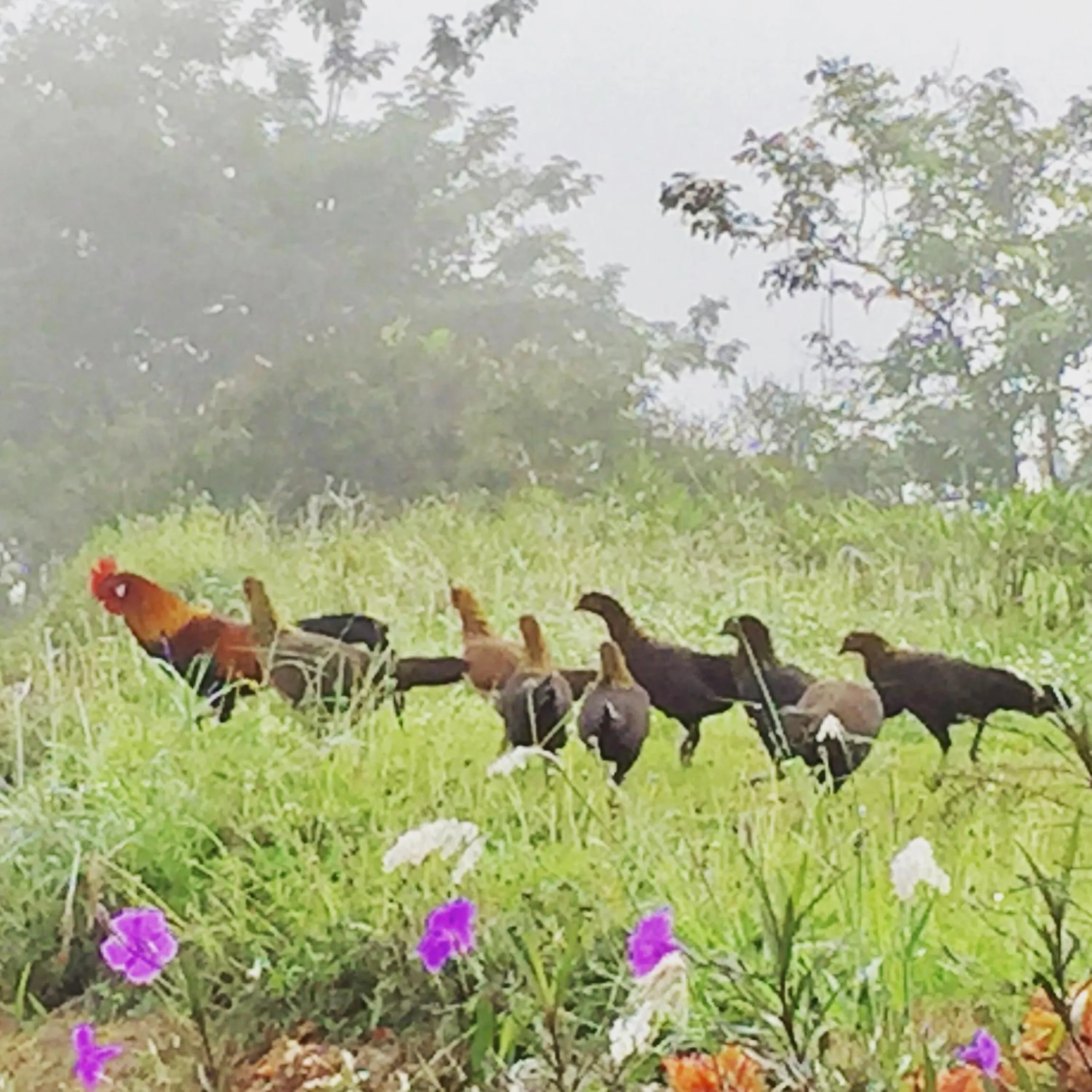 Khaoyai Nature Retreat