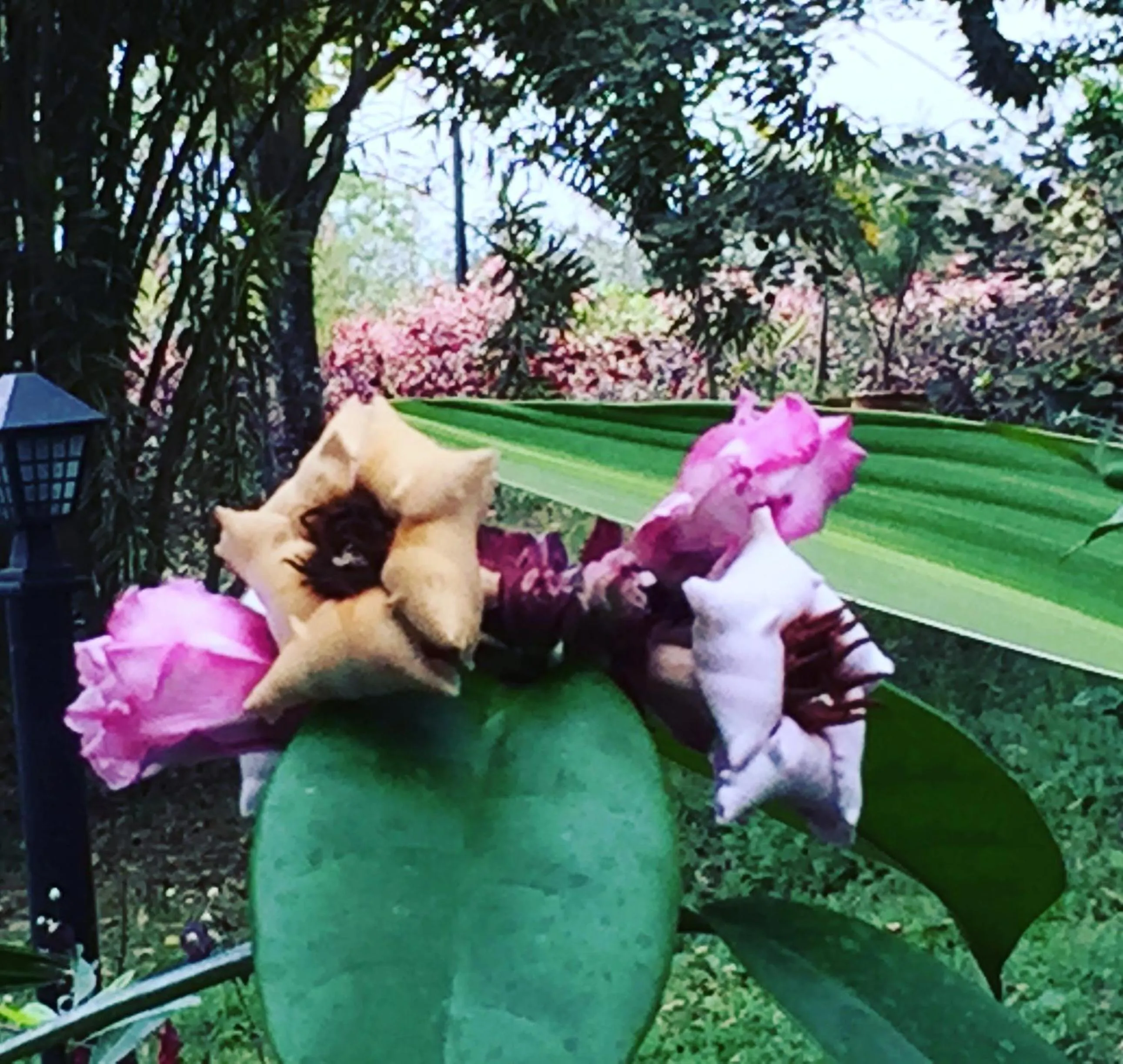 Khaoyai Nature Retreat