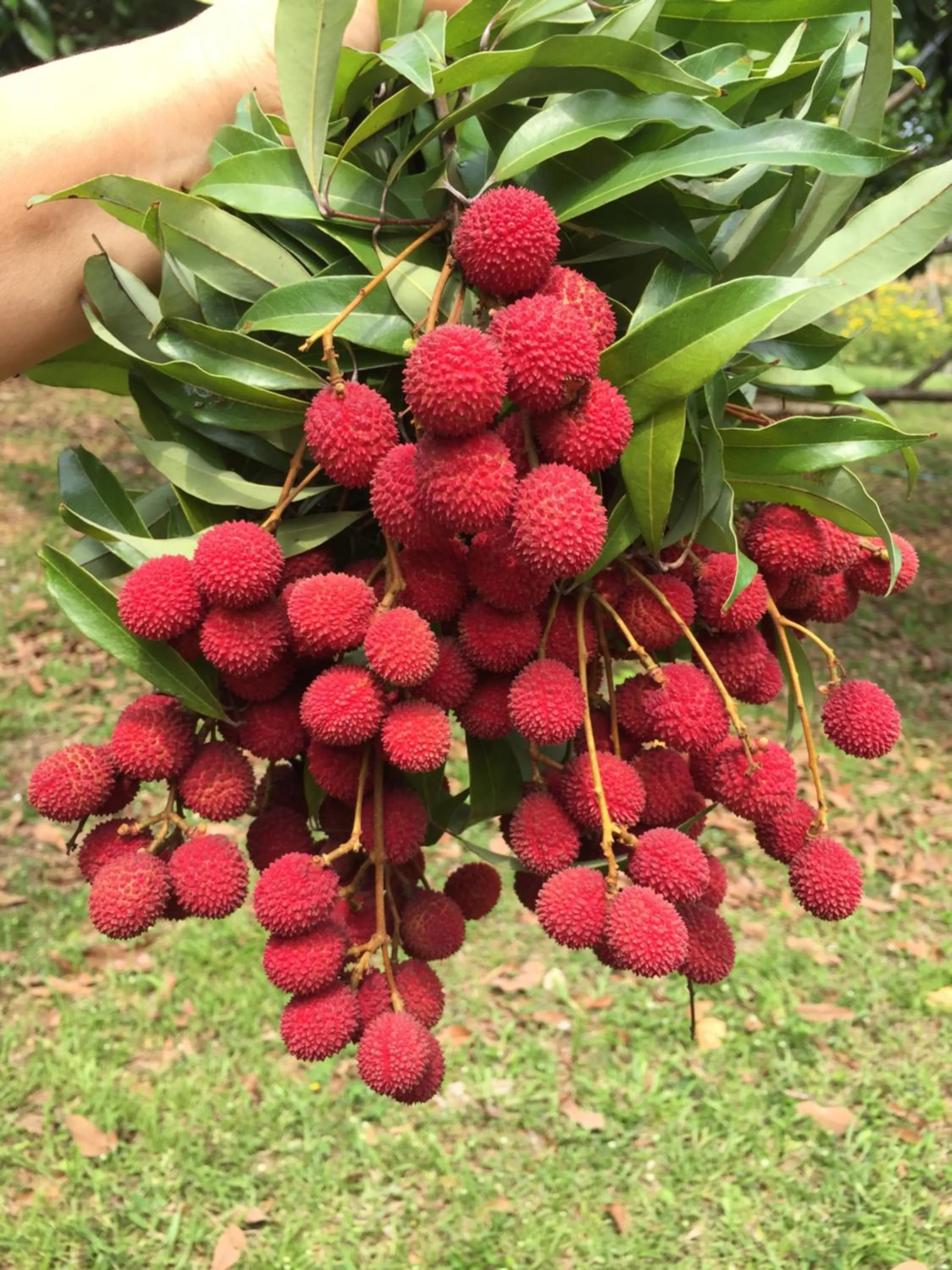 Khaoyai Nature Retreat