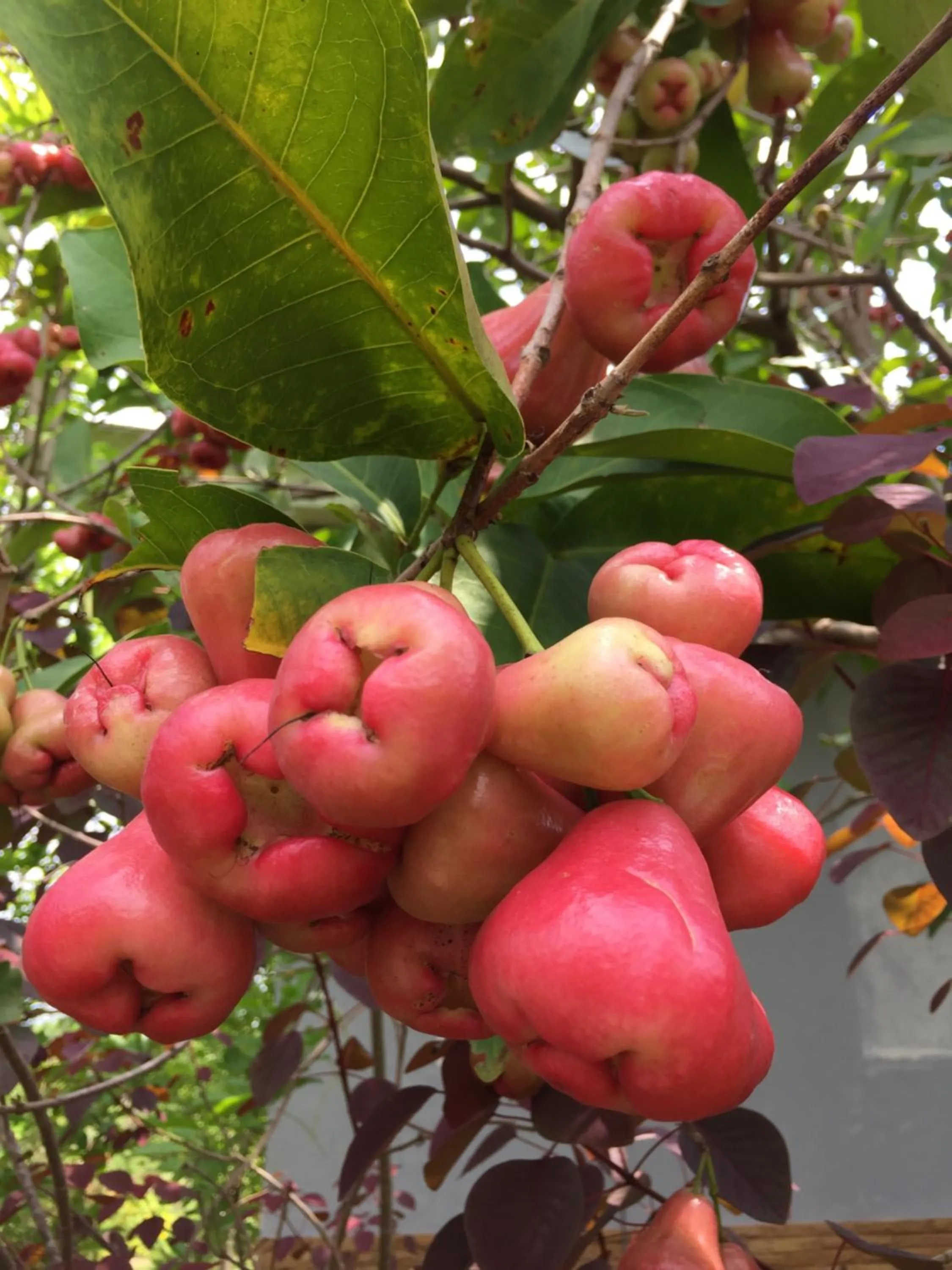 Khaoyai Nature Retreat