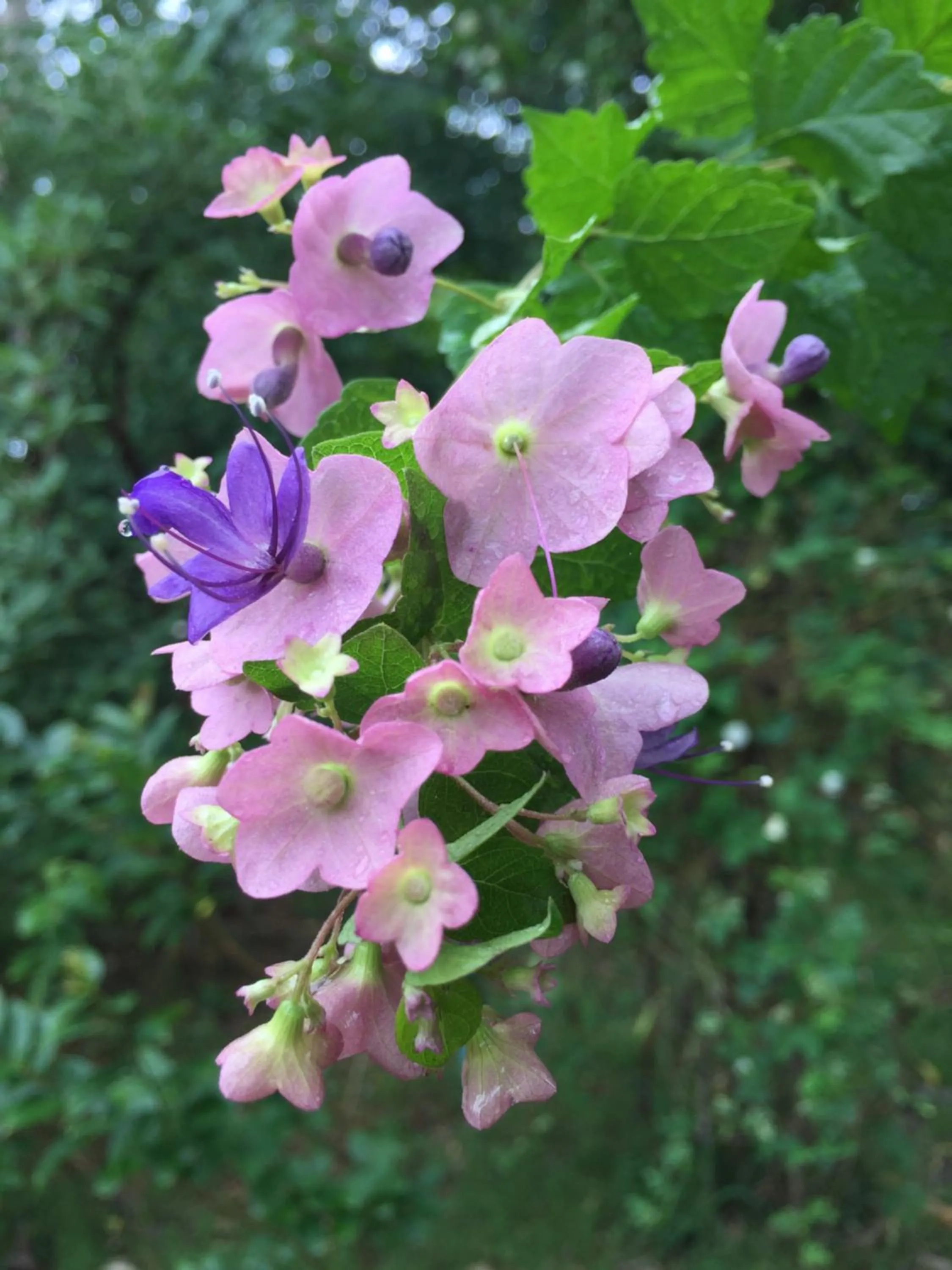 Khaoyai Nature Retreat