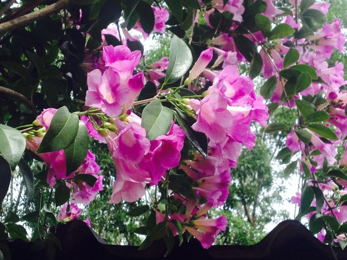 Garden in Khaoyai Nature Retreat