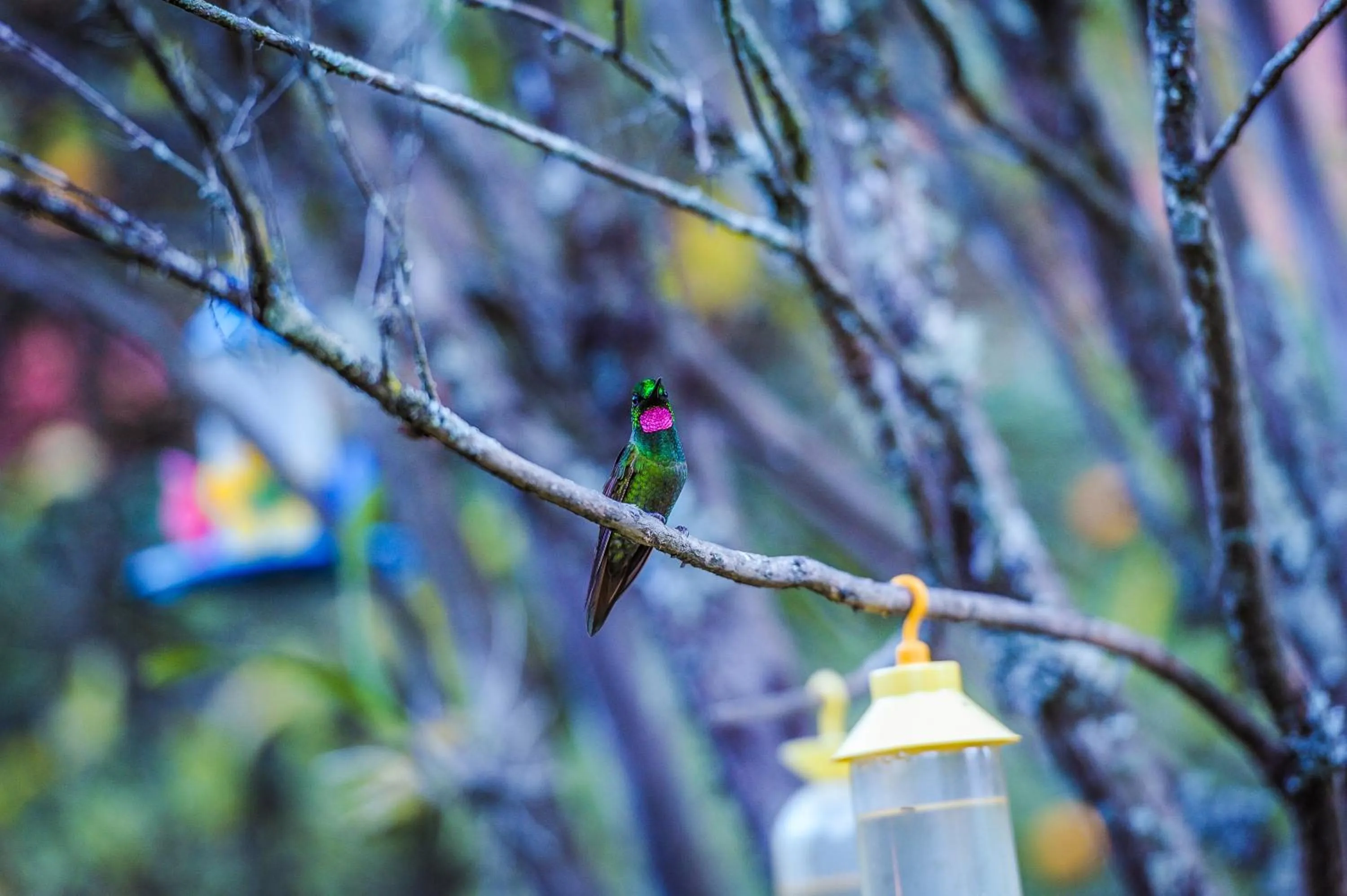 Animals in Pousada & Spa Cantos e Contos