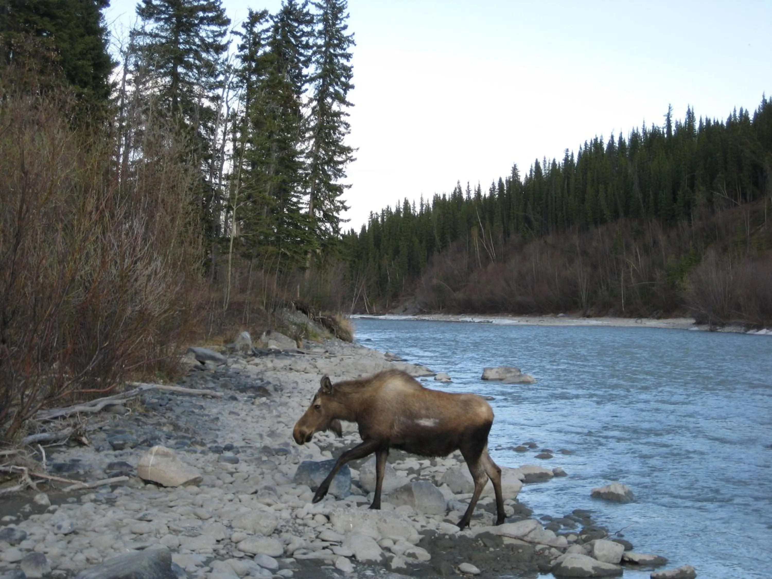 Animals in Uncle Nicolai's Inn B&B