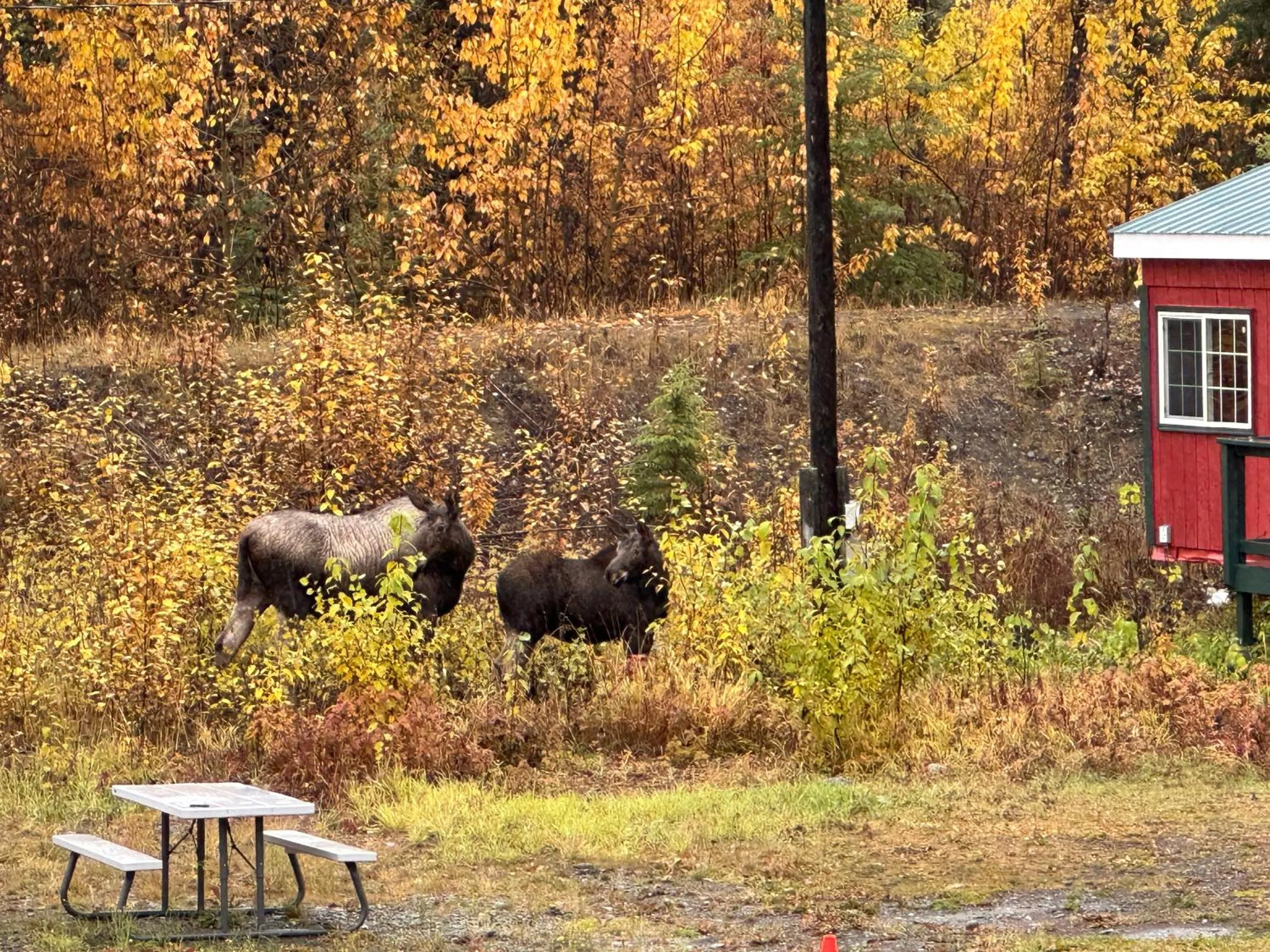 Uncle Nicolai's Inn B&B