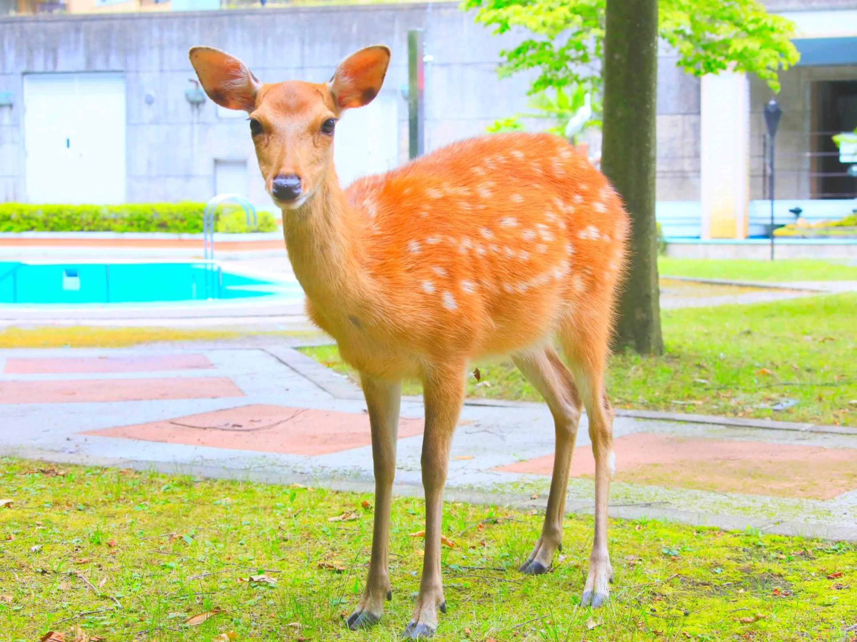 Day in Reyzenit Kinosaki Suite VILLA