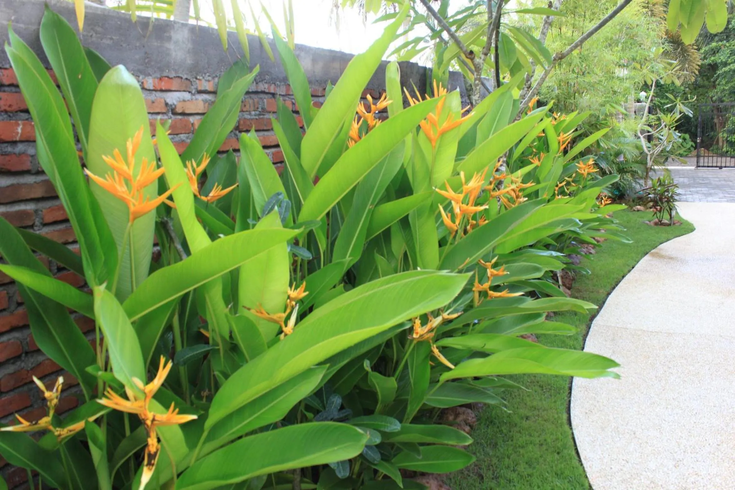 Garden in Albany Home Stay