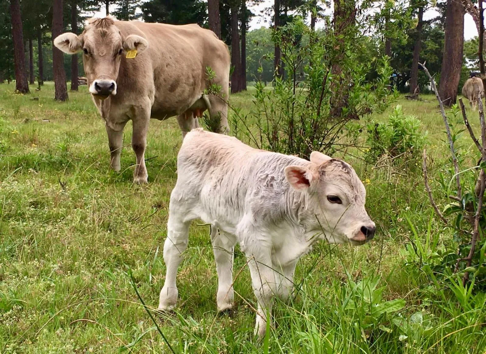 Animals in Bella Manga Country Escape