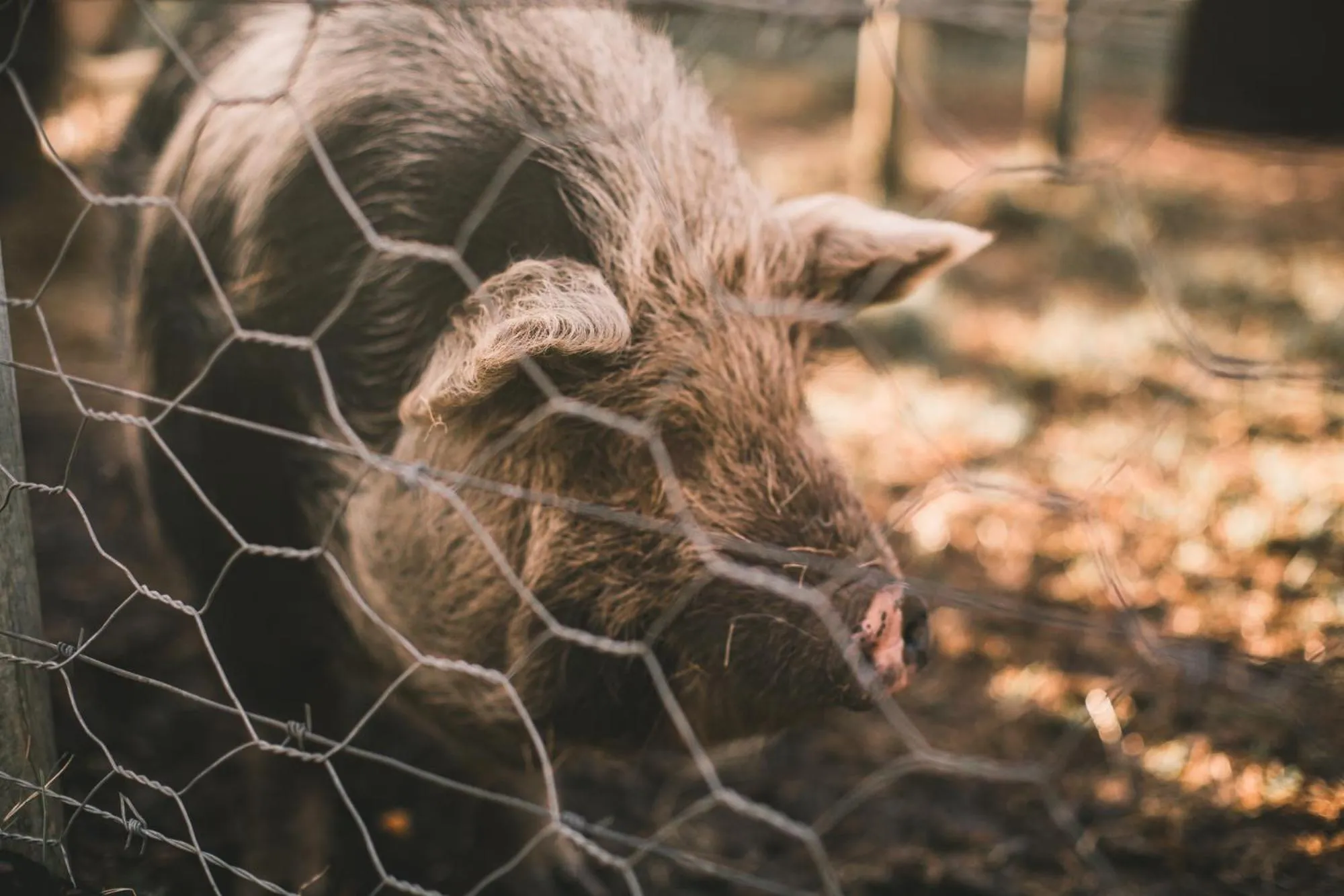 Pets in Bella Manga Country Escape