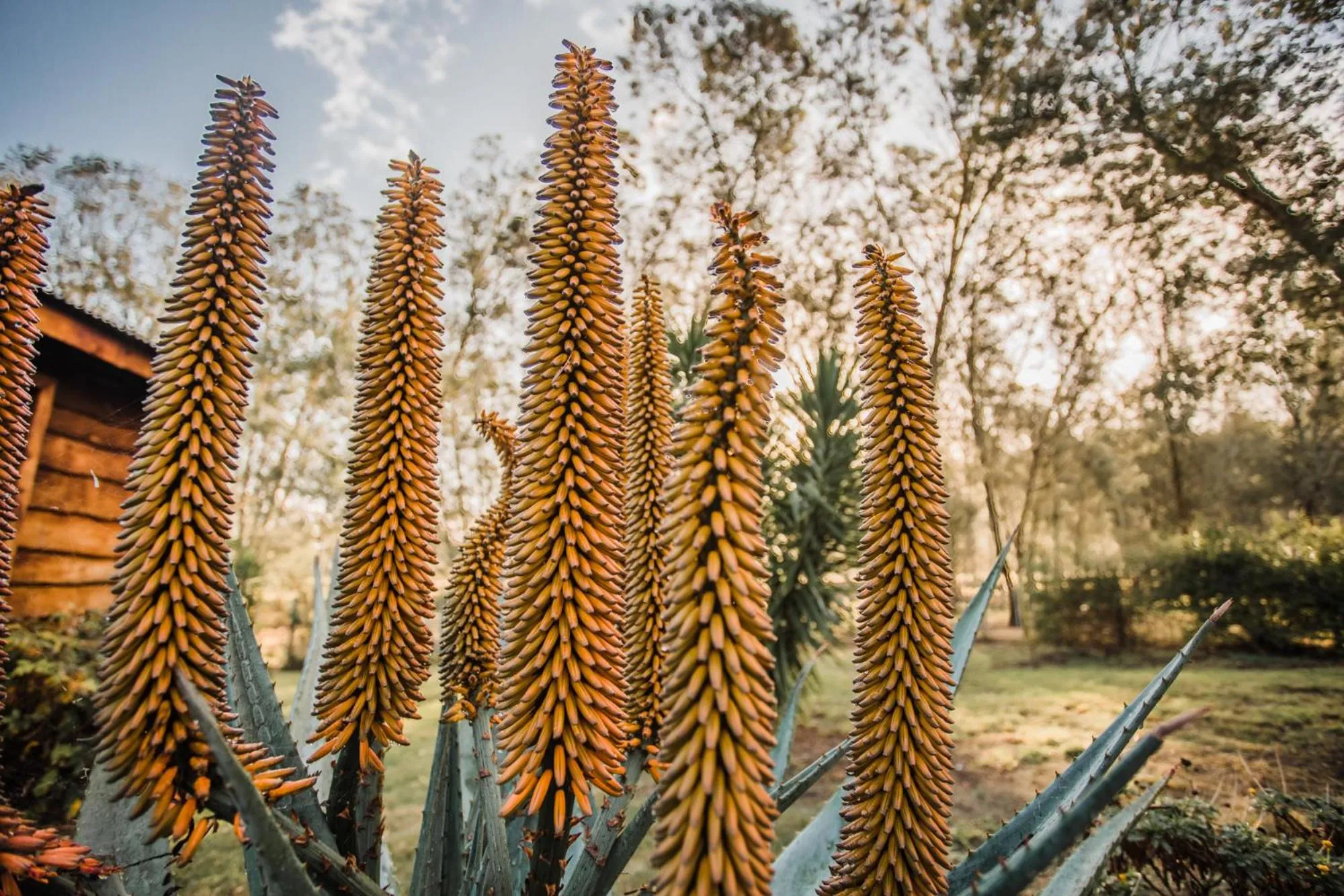 Garden view in Bella Manga Country Escape